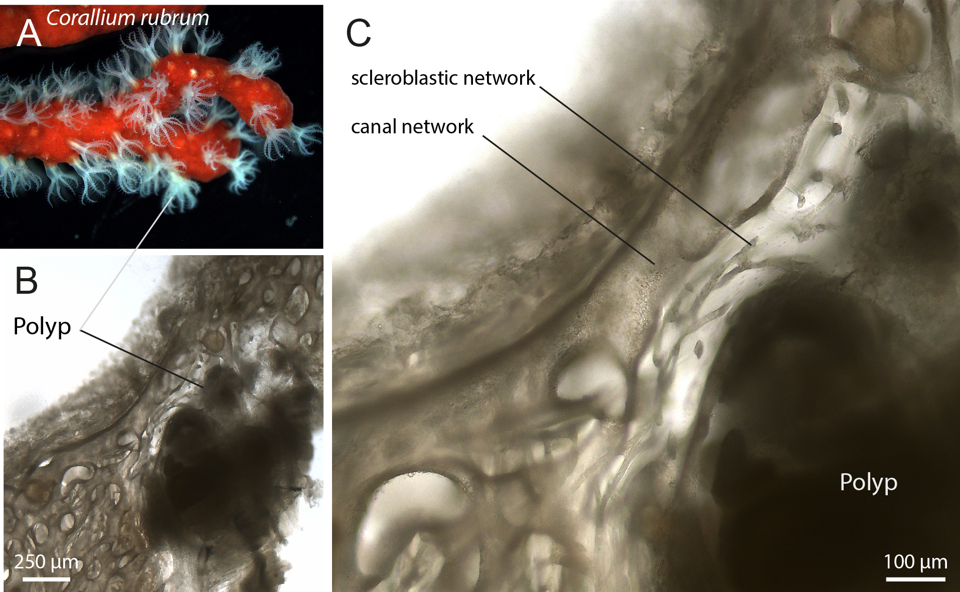 Close-up images of Corallium rubrum. Panel A shows red coral branches with white polyps. Panel B is a microscopic view highlighting a polyp structure. Panel C details the scleroblastic and canal networks within the coral. Scale bars measure 250 micrometers and 100 micrometers respectively.