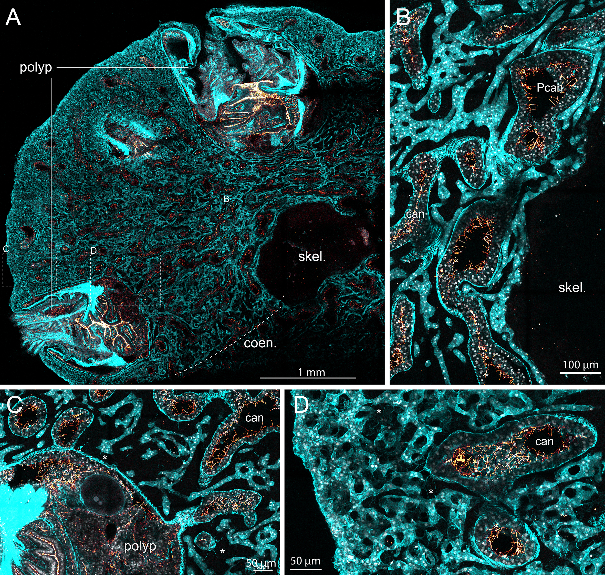 Composite image of coral histology with four panels labeled A–D. (A) Cross-section of a coral showing identified structures, including the polyp, coenenchyme (coen.), and skeleton (skel.). (B) Higher-magnification view of tissues adjacent to the skeleton, with primary canals (Pcan) indicated. (C) Section containing a polyp and a secondary canal (can.). (D) Close-up view of canals and associated cytoplasmic extensions (hereafter referred to as intercellular bridges), marked with asterisks. Scale bars are indicated in each panel.