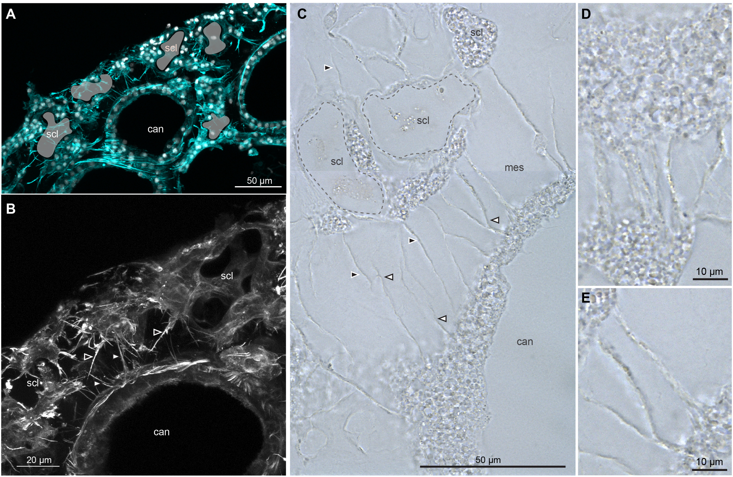 Microscopic images of Corallium rubrum tissue sections. (A) False-colored turquoise fluorescence image highlighting the position of demineralized sclerites (scl), the surrounding scleroblast cells, and a canal (can.). (B) Black-and-white fluorescence image showing the same structures. (C) Bright-field image displaying sclerites (dashed outlines), the mesoglea (mes), and associated cells. (D, E) Higher-magnification views of cellular structures showing long cytoplasmic extensions, hereafter referred to as intercellular bridges. Scale bars: 50 µm in A and C, and 10 µm in D and E.