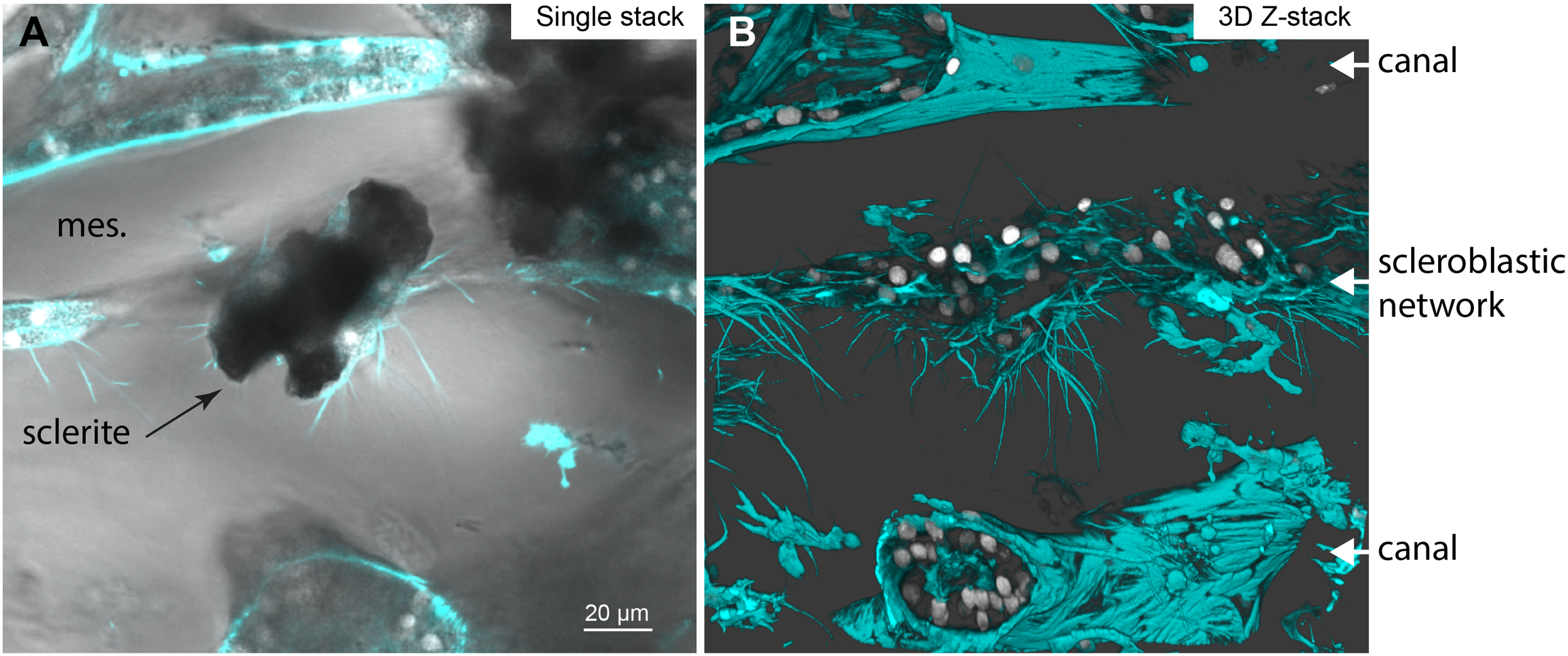 Split image showing microscopic views of a sclerite within the scleroblastic network. (A) Single optical section showing a sclerite and the surrounding mesoglea (mes.). (B) Three-dimensional Z-stack reconstruction highlighting the scleroblastic network and canals, rendered in vivid turquoise against a dark background.