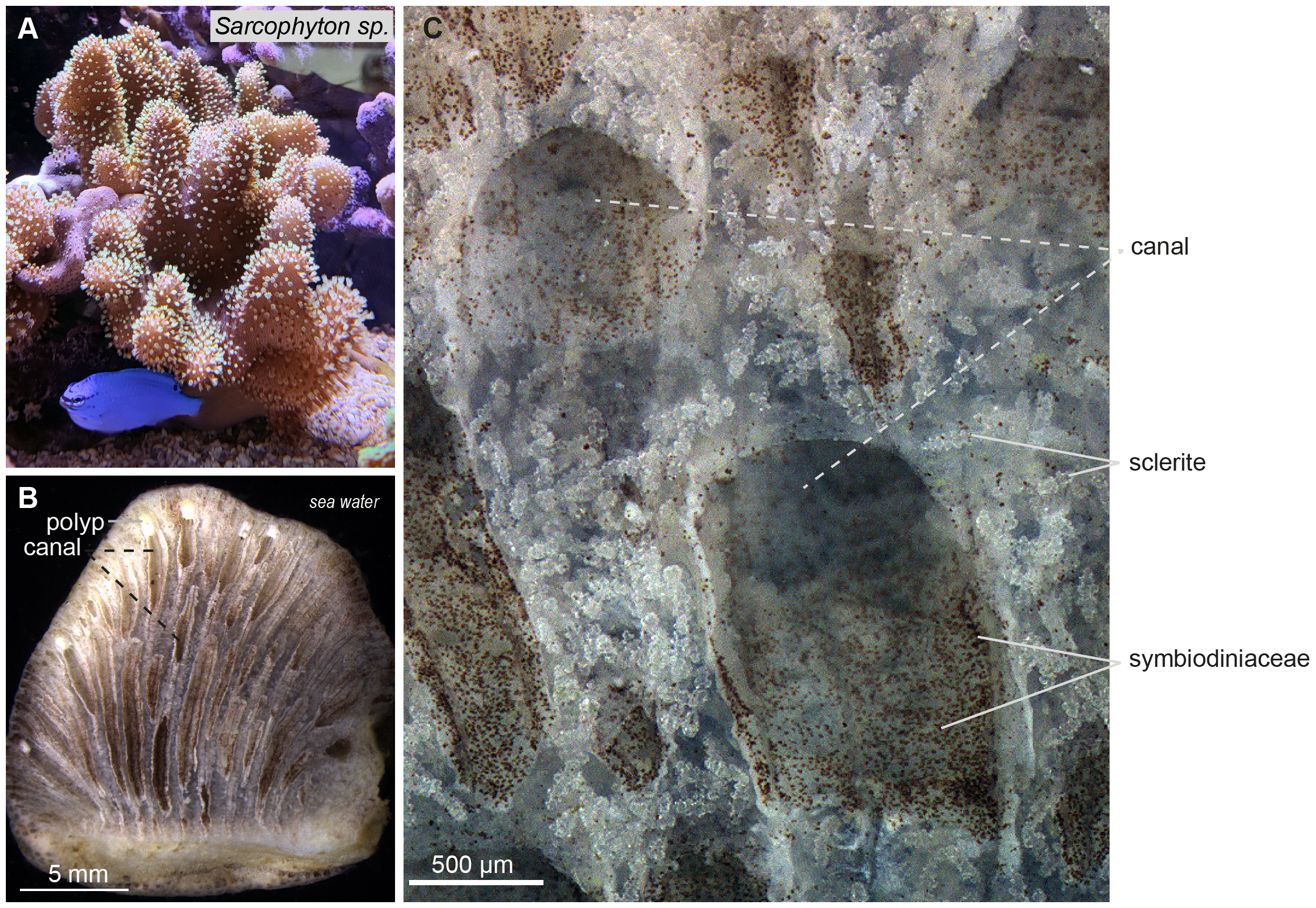 Composite image showing Sarcophyton sp. A: Coral colony with tan, textured surface and white polyps. B: Cross-section showing polyp canals. C: Microscopic close-up highlighting canals, sclerites, and symbiodiniaceae marked in brown.