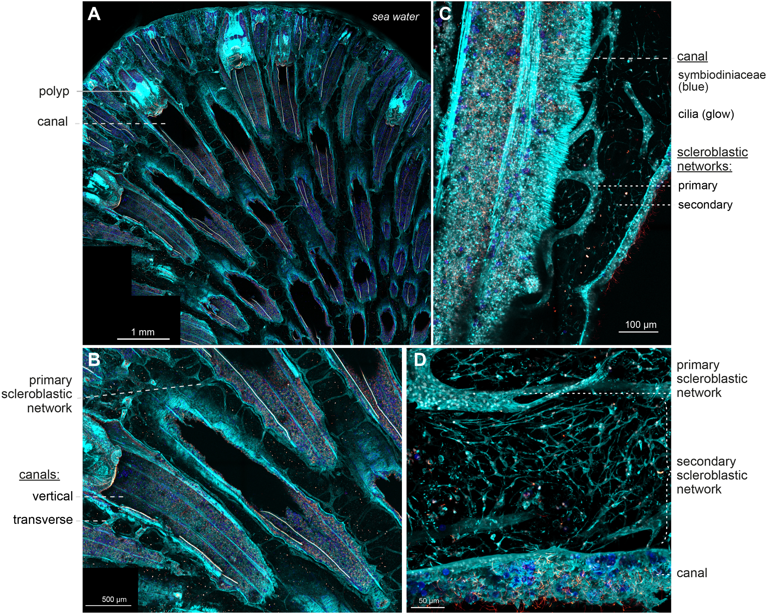 Microscopic images of Sarcophyton sp. tissue sections. (A) Radial arrangement of polyps and canals. (B) View highlighting the primary scleroblastic network together with vertical and transverse canals. (C) Higher-magnification view of canals containing Symbiodiniaceae and bearing motile flagella, as well as associated primary and secondary scleroblastic networks. (D) Overview showing both primary and secondary scleroblastic networks with visible canals. Scale bars are indicated in each panel.