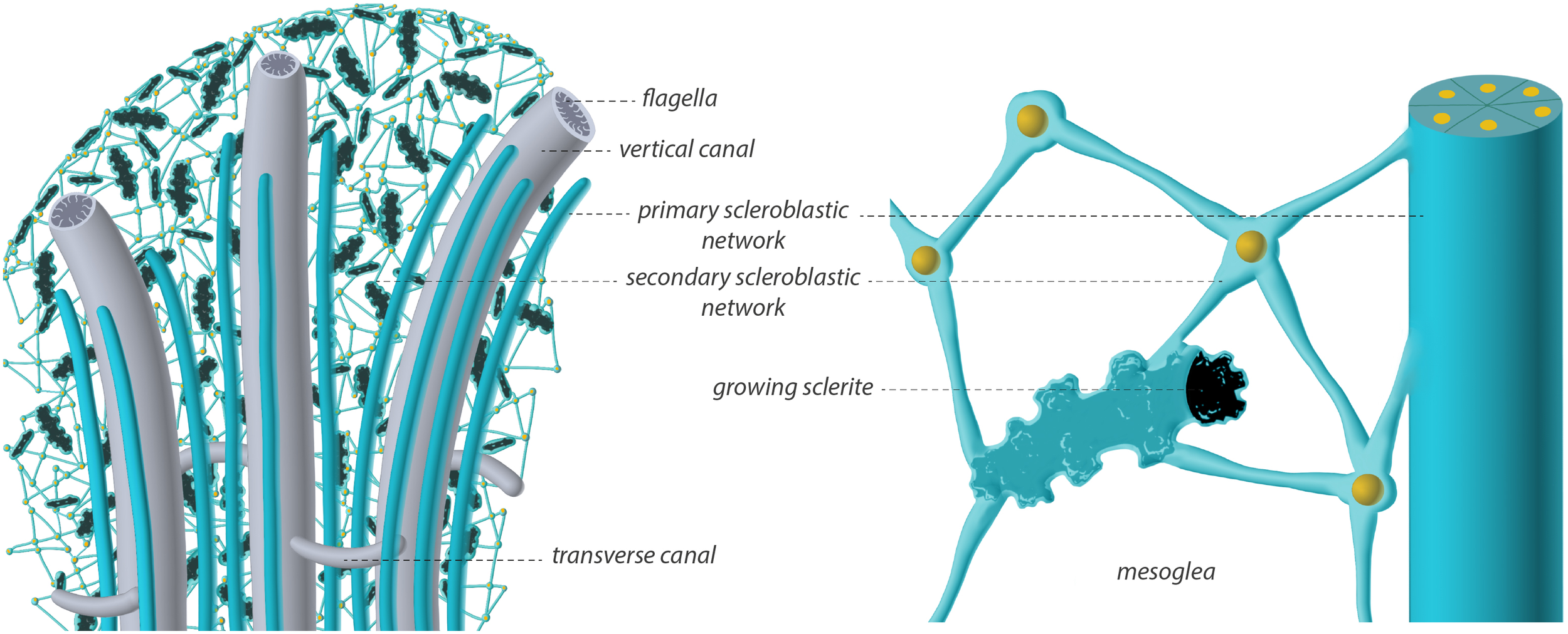 Illustration of the structural organization of the soft coral Sarcophyton sp. The drawing is labeled with key features, including flagella, vertical canals, transverse canals, primary and secondary scleroblastic networks, and growing sclerites. The illustration emphasizes the intricate organization of the canal system, the mesoglea, and the connecting structures.