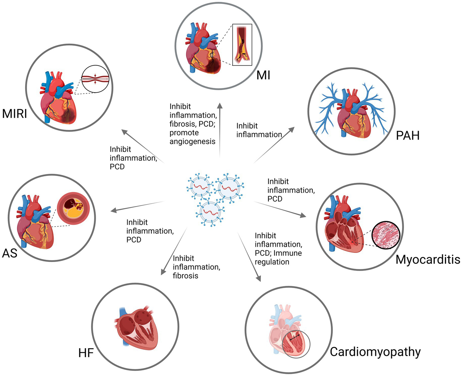 Diagram of a heart with surrounding conditions: MIRI, MI, PAH, Myocarditis, Cardiomyopathy, HF, and AS. Each is connected to central elements targeting inflammation, fibrosis, PCD, and promoting angiogenesis. Arrows indicate effects like inhibiting inflammation and immune regulation.