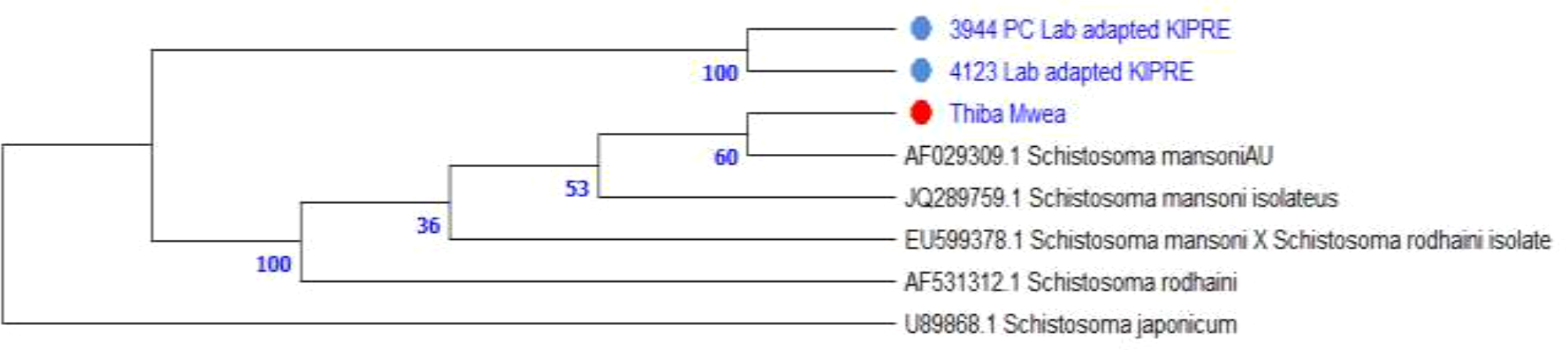 Phylogenetic tree showing relationship among various Schistosoma species. Colored circles label three samples: two blue circles for 3944 PC Lab adapted KIPRE and 4123 Lab adapted KIPRE, and a red circle for Thiba Mwea. Numbers on branches indicate bootstrap values: 100, 60, 53, and 36. Labelled species include Schistosoma mansoniAU, Schistosoma mansoni isolateus, Schistosoma mansoni X rodhaini isolate, Schistosoma rodhaini, and Schistosoma japonicum.
