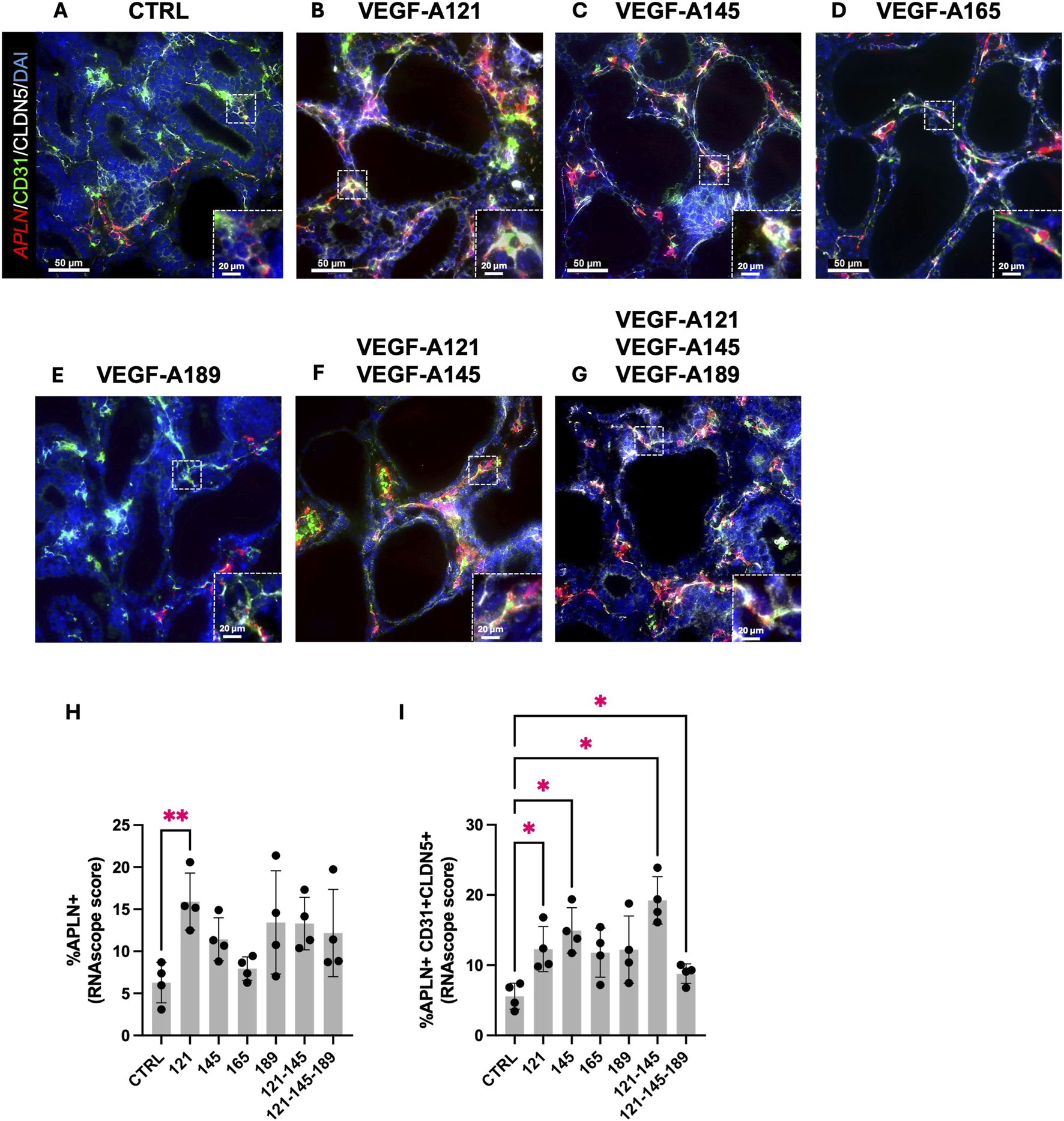 Sequential fluorescent microscopy images labeled A to G show sections of tissue under different VEGF-A isoform treatments, with red, green, and blue staining for APLN, CD31, and CLDN5/DAPI, respectively. Each panel includes a magnified inset. Following these images, two bar graphs labeled H and I display quantitative RNAscope scores, illustrating the percentages of APLN-positive and APLN+ CD31+ CLDN5+ cells. Statistically significant differences are indicated with asterisks, showing variations across treatments.