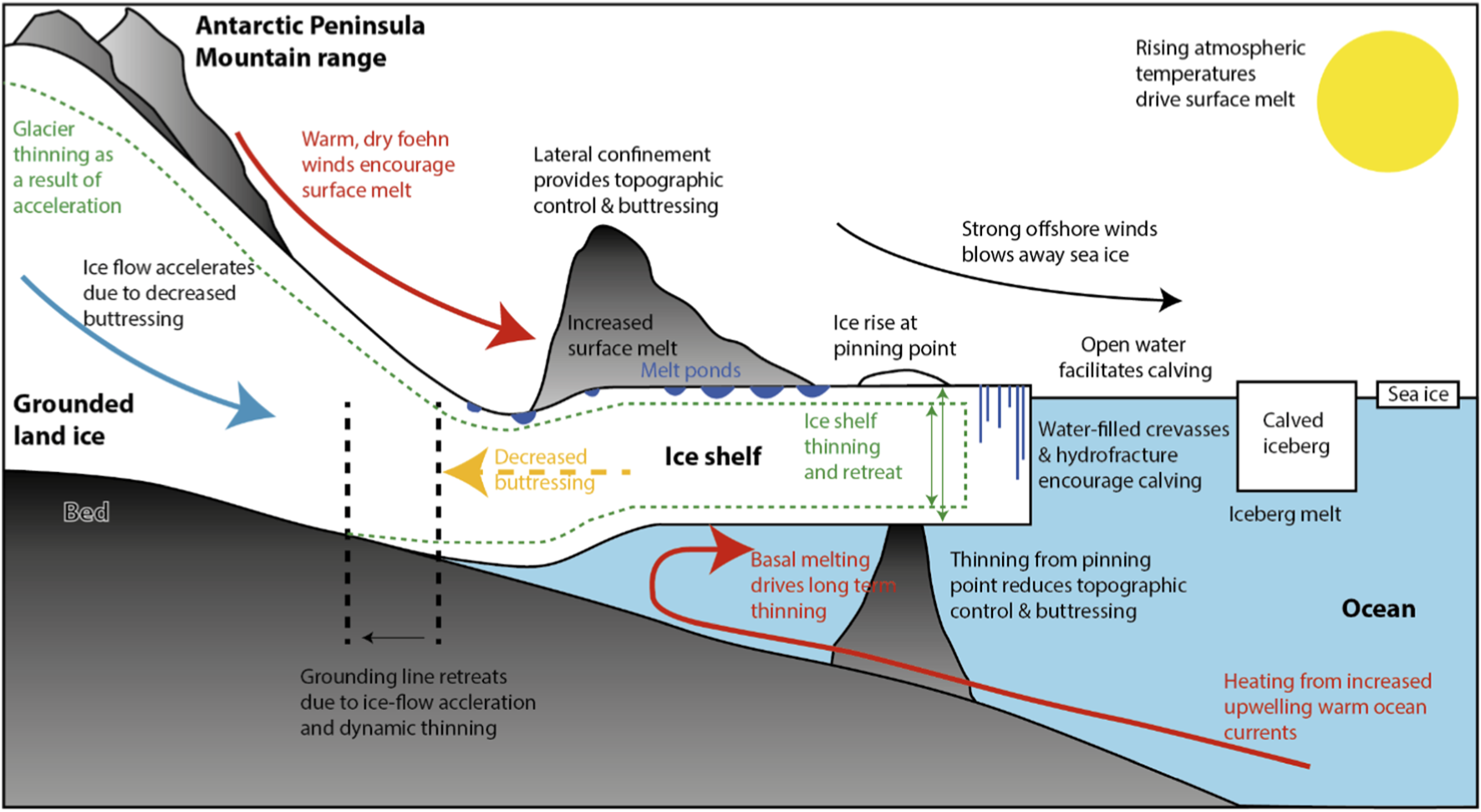 Diagram showing ice shelf dynamics influenced by various factors. Grounded land ice accelerates and thins due to reduced buttressing. Warm winds and rising temperatures cause surface melting. Offshore winds clear sea ice, facilitating iceberg calving. Basal melting and upwelling warm ocean currents drive long-term thinning.
