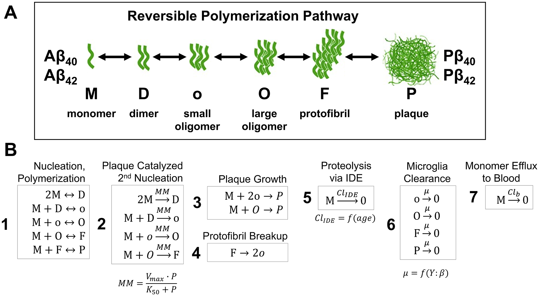 Diagram showing the reversible polymerization pathway of Aβ40 and Aβ42, transitioning from monomers (M) to plaques (P). Section A illustrates the sequence: monomer, dimer (D), small oligomer (o), large oligomer (O), protofibril (F), and plaque (P). Section B details biochemical equations: nucleation, polymerization, plaque catalyzed second nucleation, plaque growth, protofibril breakup, proteolysis via IDE, microglia clearance, and monomer efflux to blood.