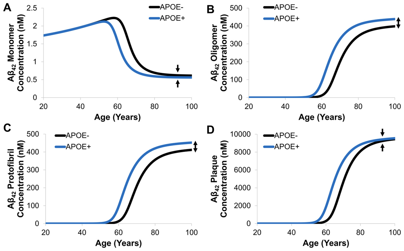 Four line graphs depict the predicted concentrations of Ab42 over age for APOE carriers and non-carries. In all four cases (A) monomers, (B) oligomers, (C) protofibrils, and (D) plaques, species dynamics deviate between APOE carriers and non-carriers around age 55. This deviation converges around age 90 for monomers and plaques, but does not converge for oligomers and protofibrils, indicating greater toxicity of the intermediate species.