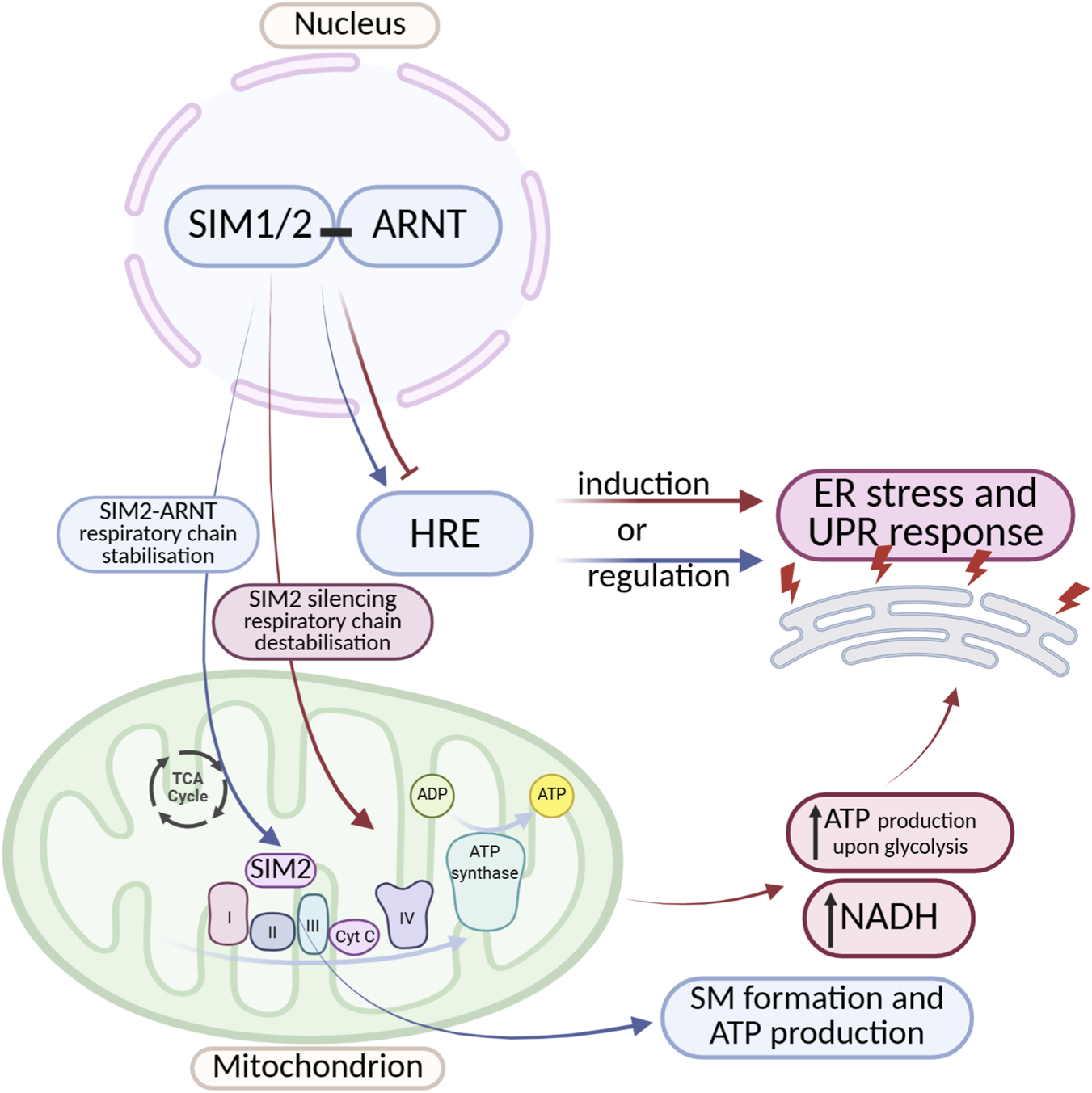 Diagram illustrating the interaction between SIM1/2-ARNT and HRE in the nucleus, affecting mitochondrial function and the respiratory chain. SIM2-ARNT stabilizes the chain, while SIM2 silencing leads to destabilization. ER stress and UPR response influence ATP production and SM formation through NADH. The mitochondrion shows complex interactions indicating ATP synthesis and TCA cycle involvement.