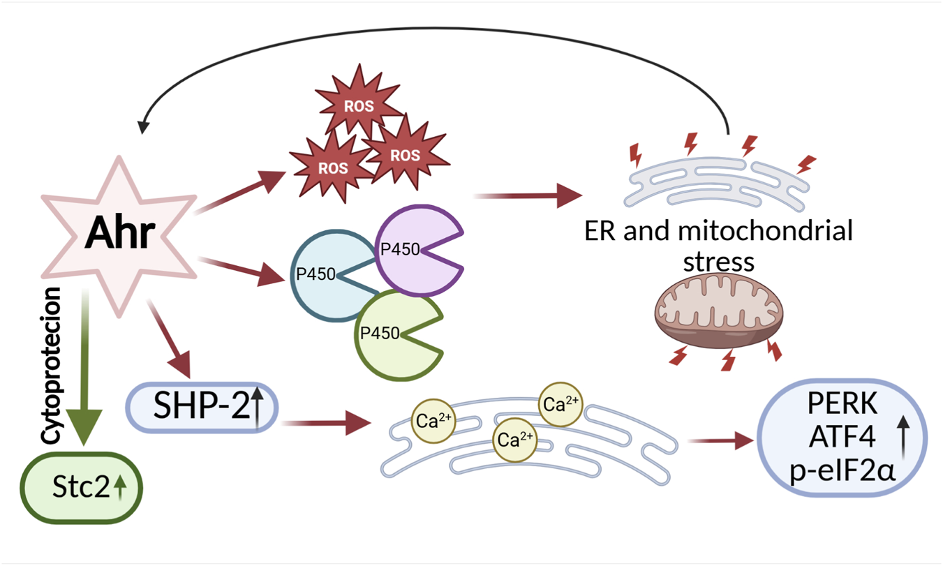 Diagram showing the Ahr pathway's effects on cellular processes. Ahr activation leads to ROS production and P450 enzyme activity, causing ER and mitochondrial stress. Stress results in increased PERK, ATF4, and p-eIF2α levels. Cytoprotection is indicated via Ahr activation, SHP-2 expression, and Stc2 upregulation, with calcium regulation involved.