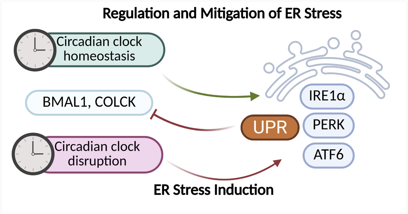 Diagram showing the regulation and mitigation of ER stress. Circadian clock homeostasis involves BMAL1 and CLOCK, which prevent ER stress by suppressing the UPR pathway. Circadian clock disruption leads to ER stress induction by activating IRE1α, PERK, and ATF6 through the UPR pathway.