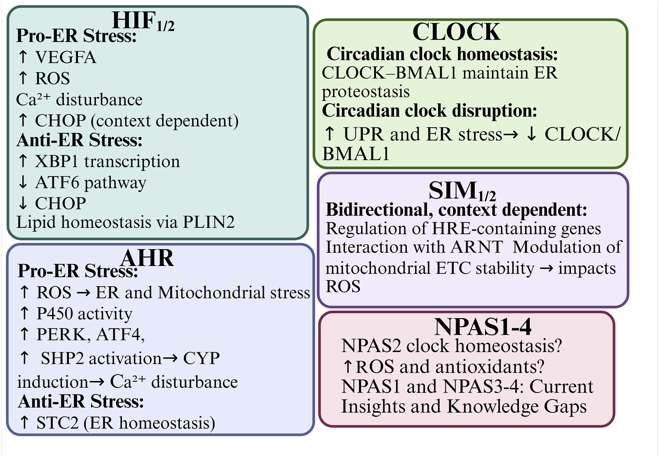 Diagram showing relationships between pro-ER stress and anti-ER stress pathways mediated by HIF, AHR, CLOCK, SIM, and NPAS proteins. HIF affects VEGFA, ROS, and CHOP levels, AHR impacts ROS and mitochondrial stress, CLOCK regulates circadian clock homeostasis, SIM influences gene regulation and ROS, while NPAS relates to ROS and antioxidants. Each pathway either increases or decreases specific stress responses and cellular activities.