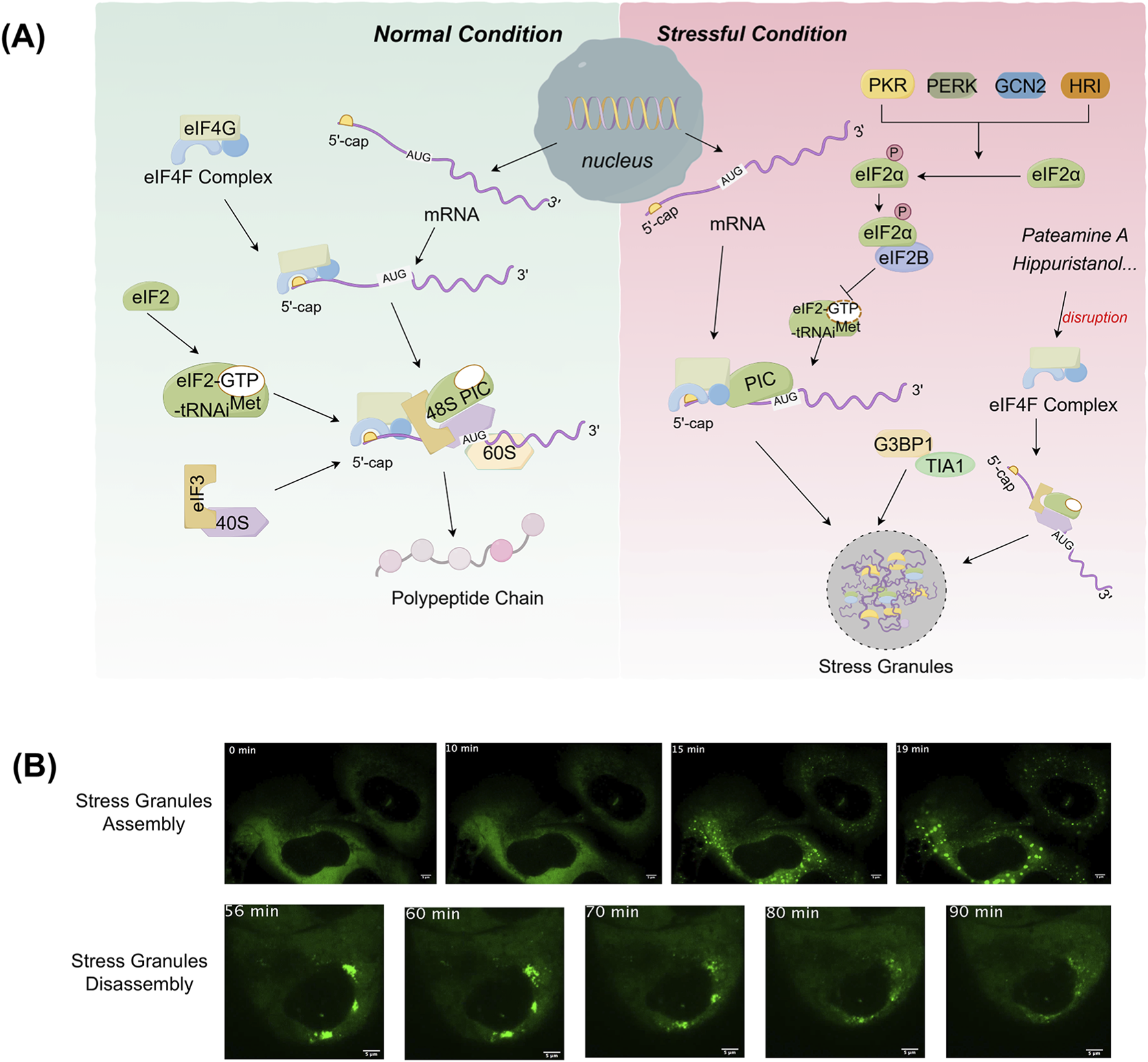 (A) Diagram showing translation initiation in normal versus stressful conditions. In normal conditions, components like eIF4F, eIF2-GTP, and eIF3 facilitate mRNA translation and polypeptide chain formation. Under stress, proteins such as PKR and PERK lead to eIF2α phosphorylation, disrupting translation and forming stress granules with components like G3BP1 and TIA1. (B) Series of fluorescence images displaying stress granule assembly from 0 to 19 minutes and disassembly from 56 to 90 minutes, showing dynamic changes in fluorescence intensity and localization.