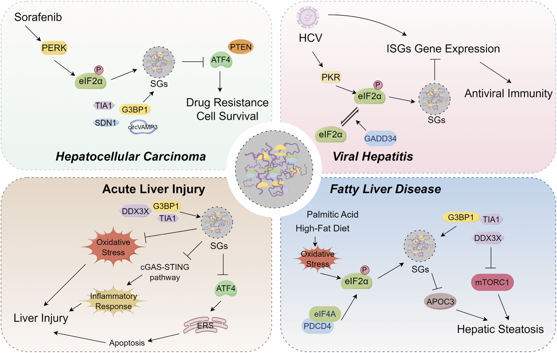 Diagram of liver-related diseases and stress granule formation pathways. Top left: Hepatocellular carcinoma involves Sorafenib, PERK, and eIF2α pathways leading to drug resistance. Top right: Viral hepatitis pathway includes HCV, PKR, and eIF2α affecting antiviral immunity. Bottom left: Acute liver injury involves oxidative stress and the cGAS-STING pathway. Bottom right: Fatty liver disease through palmitic acid and high-fat diet impacting eIF2α and SG-related pathways, leading to hepatic steatosis. Central circle shows stress granule formation.