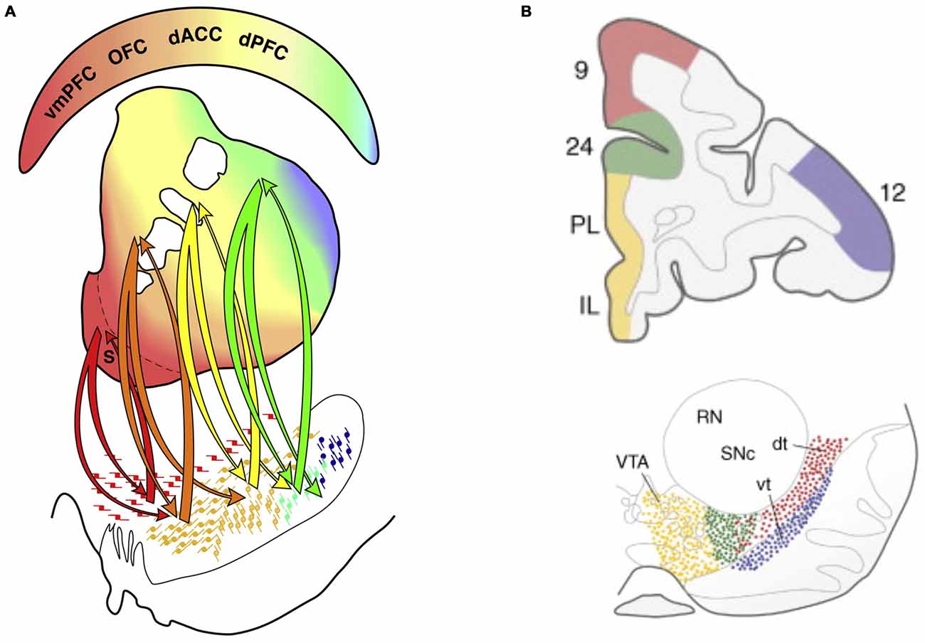 Frontiers Top Down Dysregulation From Adhd To Emotional Instability Behavioral Neuroscience