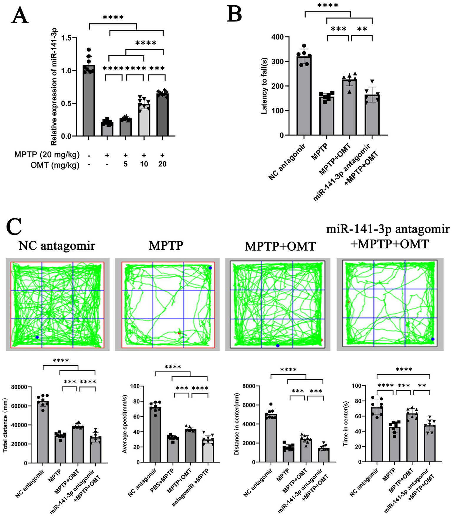 Graphical data illustrating the effect of MPTP and OMT on miR-141-3p expression and motor performance in mice. Panel A shows the relative expression of miR-141-3p, indicating significant differences with varying OMT dosages. Panel B presents latency to fall in seconds, highlighting significant variances across treatments. Panel C displays movement tracking with green paths in squares under different conditions, alongside bar graphs showing total distance, average speed, distance in center, and time in the center. Asterisks denote levels of statistical significance.