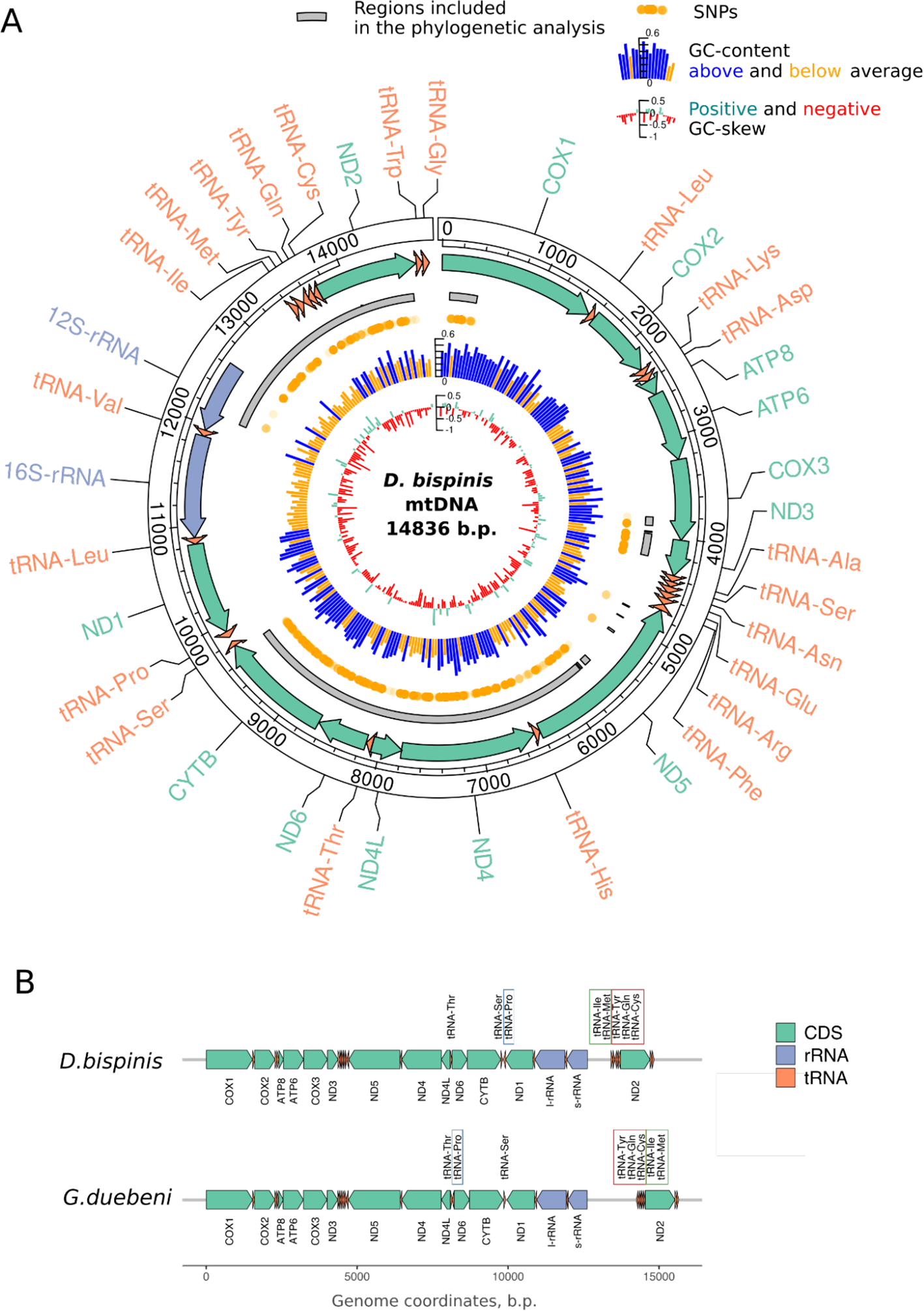 Circular genome map displaying the mitochondrial DNA (mtDNA) of D. bispinis, highlighting GC-content, regions used in phylogenetic analysis, and SNPs. The outer ring labels indicate COX, ND, and ATP genes, colour coding for CDS, rRNA, and tRNA. Inner diagrams depict GC-content and GC-skew. Below, linear genome comparisons show gene locations for D. bispinis and G. duebeni, with annotated CDS, rRNA, and tRNA regions. Genome coordinates range up to approximately 15,000 base pairs.