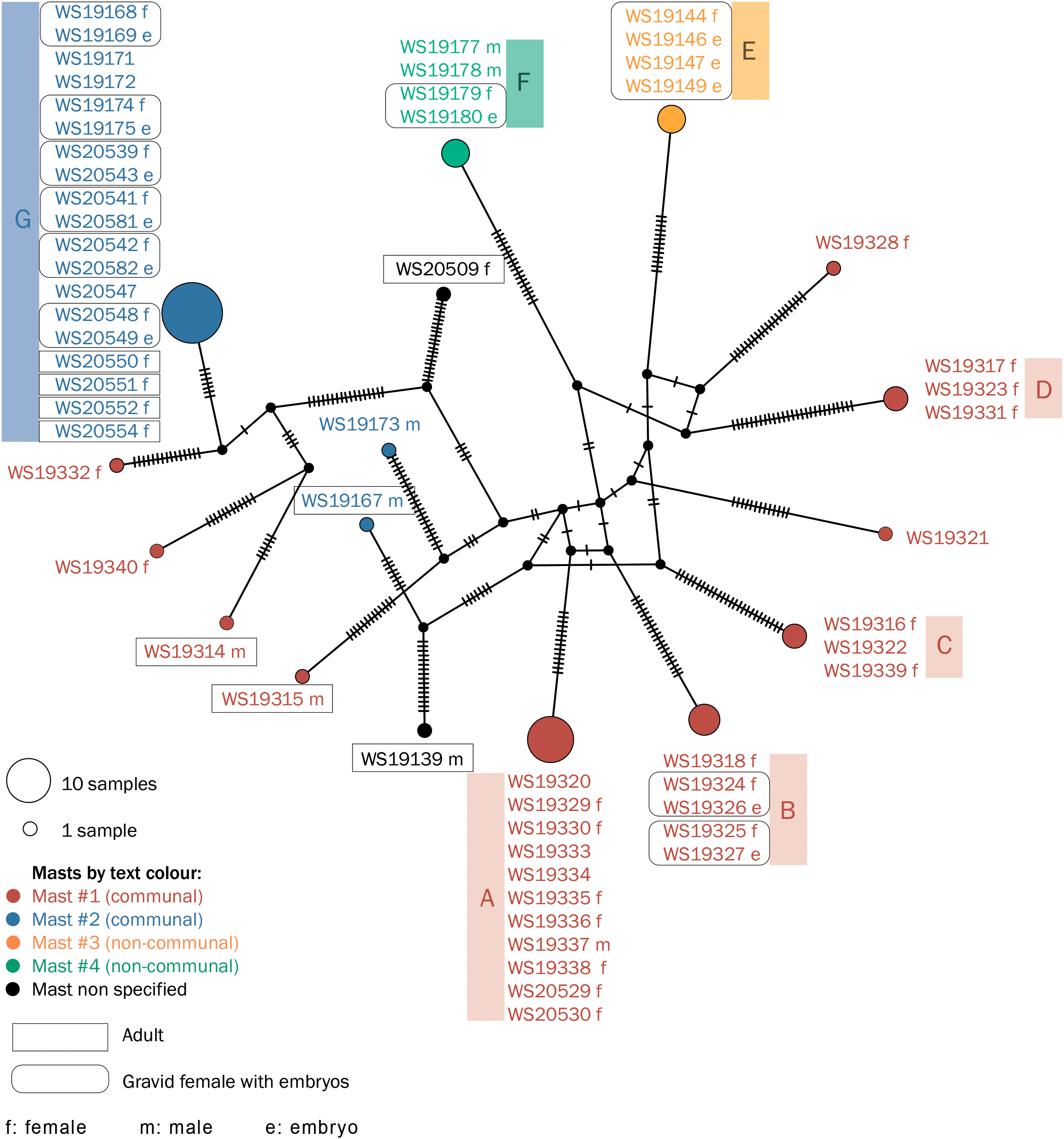 Network diagram showing connections between samples WS19139 to WS20555. Samples are represented in relation to one another, with color-coded text denoting four different masts, two of them communal (red and orange), and two of them non-communal (cyan and green). The samples are indicated as male, female, or embryo; the samples representing adults and gravid females with embryos are outlined. Gravid females with embryos are outlined. Panel labels A to G indicate groupings based on characteristics.