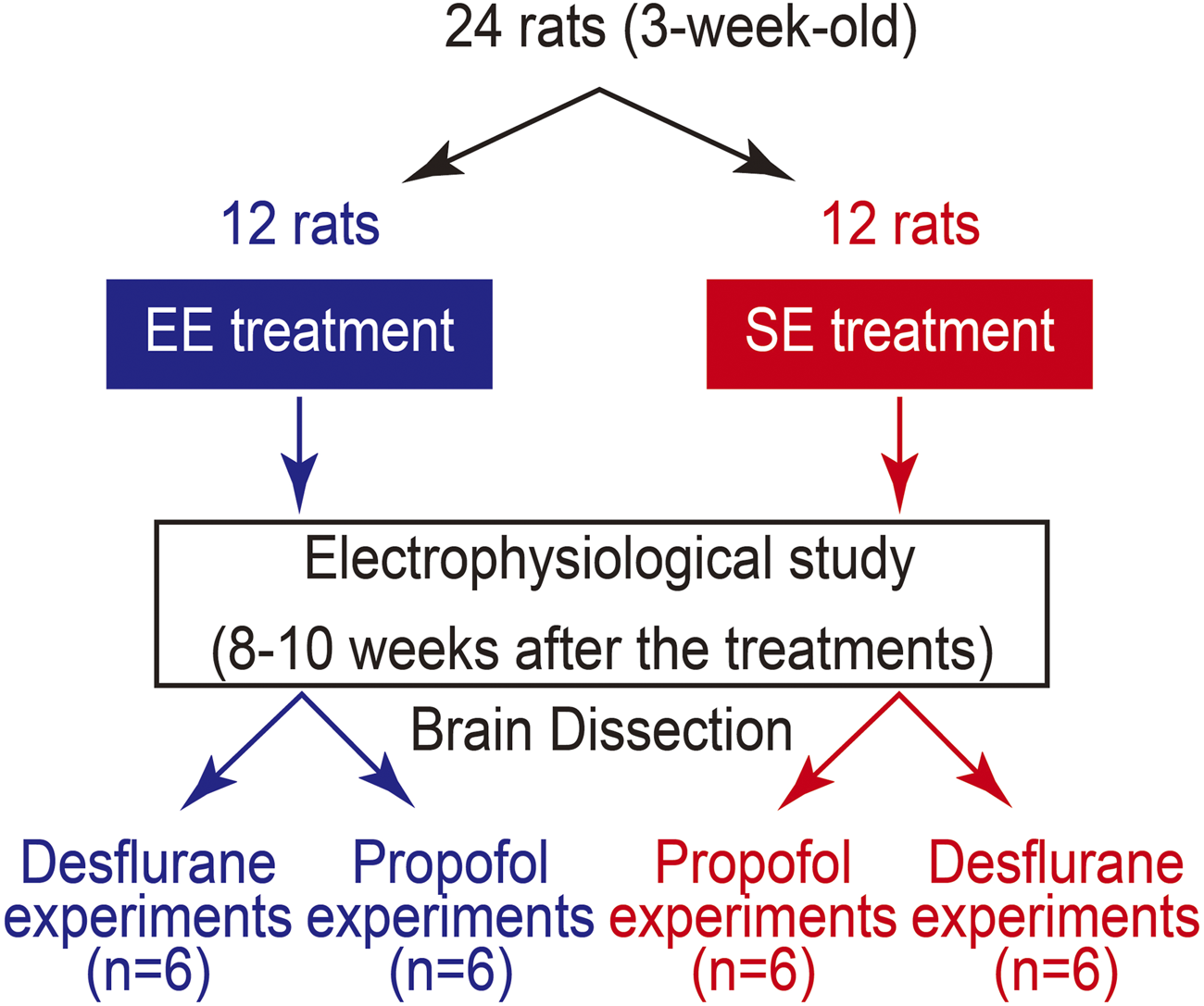 Flowchart depicting a study with 24 three-week-old rats divided into two groups of 12: EE treatment and SE treatment. Both groups undergo electrophysiological study and brain dissection 8-10 weeks later. Each treatment group is further divided for Desflurane and Propofol experiments, with six rats per experiment.