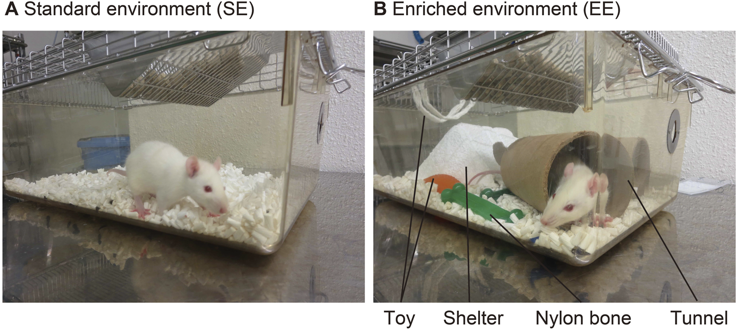 A comparison of two environments for a white rat. Panel A shows a standard environment with no objects in a clear container. Panel B displays an enriched environment containing a toy, shelter, nylon bone, and a tunnel in a similar container.