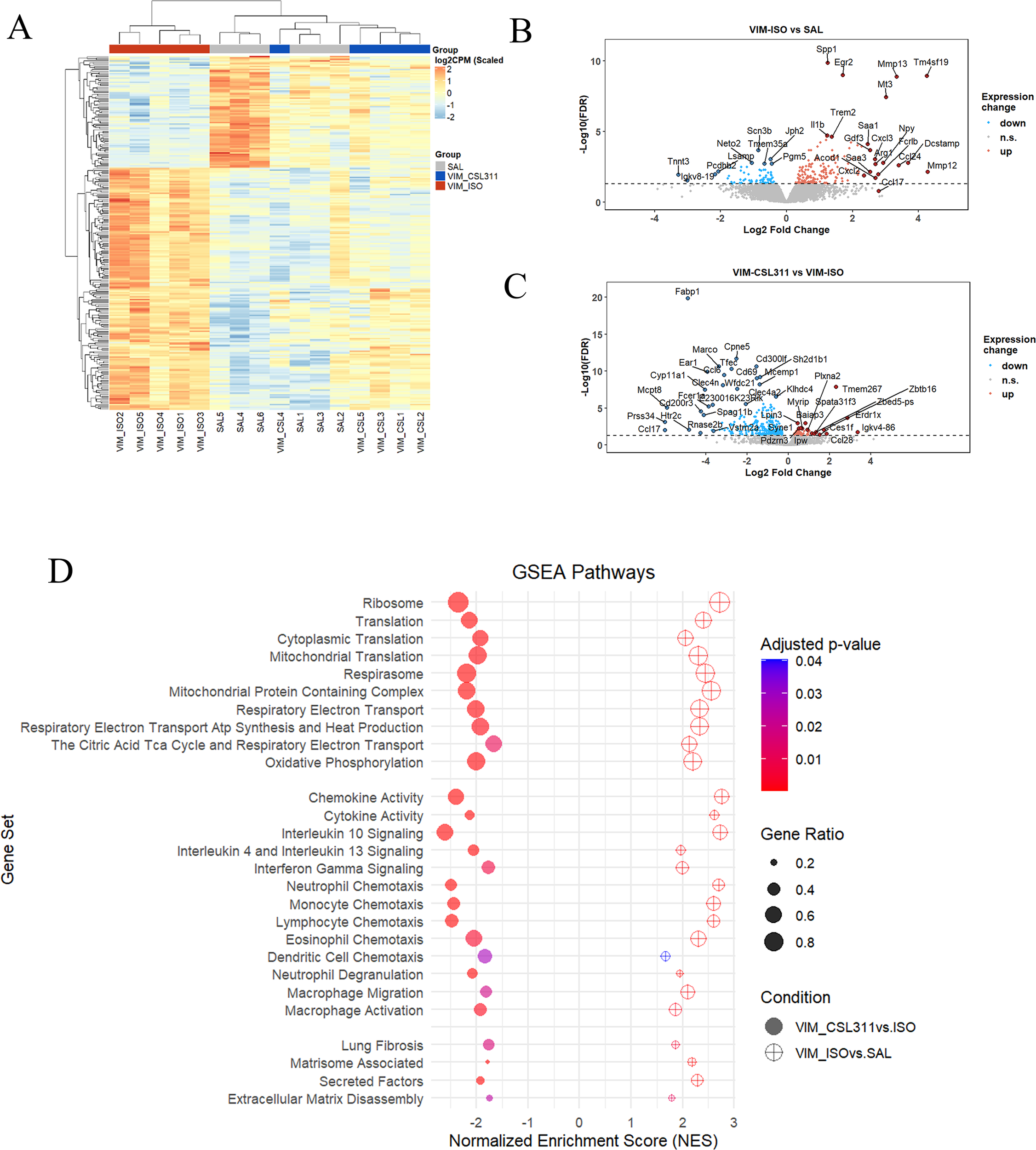 A set of four images illustrating gene expression analysis. A) A heatmap showing differential expression across three groups: SAL, VM_CSL311, and VM_ISO. B and C) Volcano plots compare expression changes between VIM-ISO vs. SAL and VIM-CSL311 vs. VIM-ISO, respectively, highlighting significantly upregulated and downregulated genes. D) A GSEA pathways dot plot showing normalized enrichment scores for various biological pathways, with dot size indicating gene ratio and color indicating adjusted p-value.