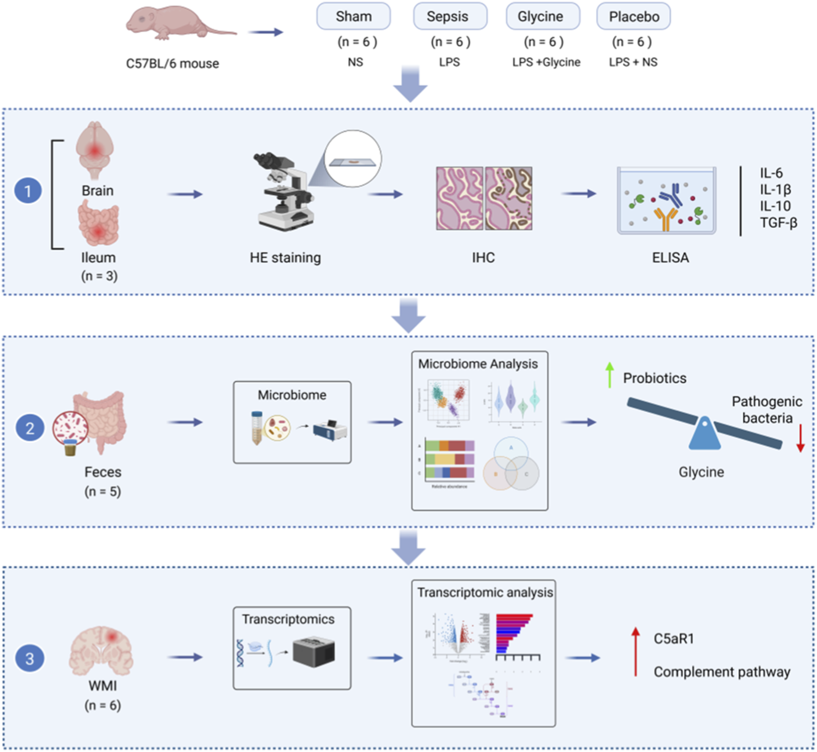 Flowchart of an experimental study with C57BL/6 mice divided into four groups: Sham, Sepsis, Glycine, and Placebo. Section 1: Brain and ileum samples undergo HE staining, IHC, and ELISA to analyze cytokines IL-6, IL-1β, IL-10, and TGF-β. Section 2: Fecal samples analyzed for microbiome composition; probiotics increase and pathogenic bacteria decrease with glycine treatment. Section 3: White matter injury (WMI) samples undergo transcriptomic analysis, highlighting changes in C5aR1 and complement pathway.