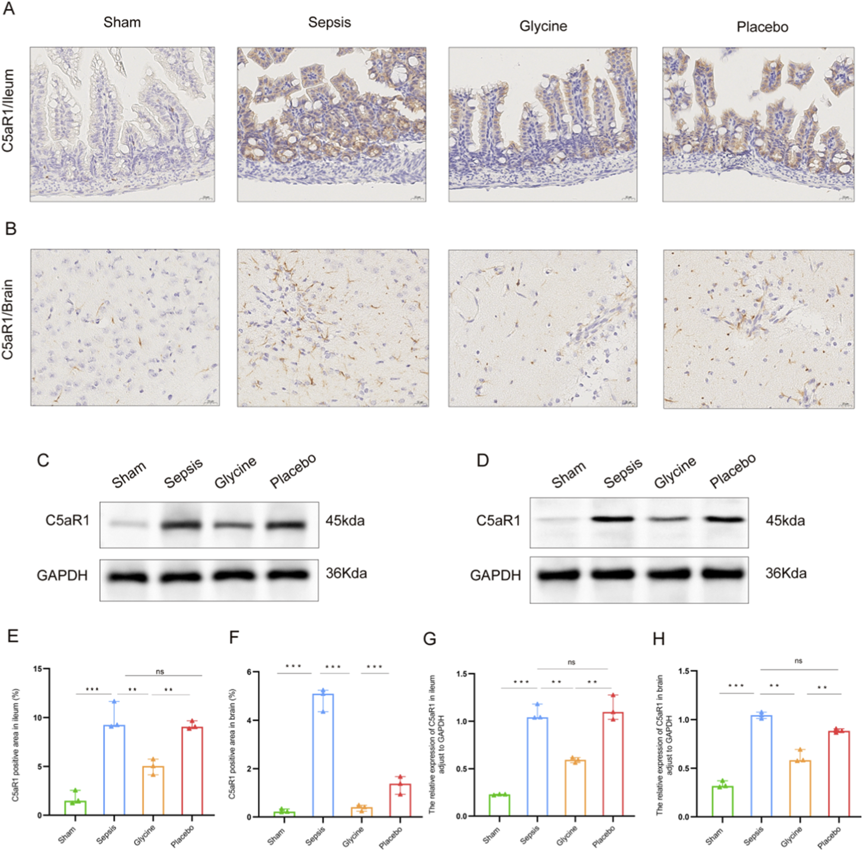 Panel A displays stained sections of the ileum showing C5aR1 expression under different conditions: Sham, Sepsis, Glycine, and Placebo. Panel B shows brain sections stained for C5aR1 expression across the same conditions. Panel C and D present Western blot images for C5aR1 and GAPDH depicting protein levels under each condition. Panels E, F, G, and H contain bar graphs showing quantification of C5aR1 positive areas and expression relative to GAPDH in the ileum and brain, comparing the effects of the treatments. Statistical significance is indicated by asterisks.