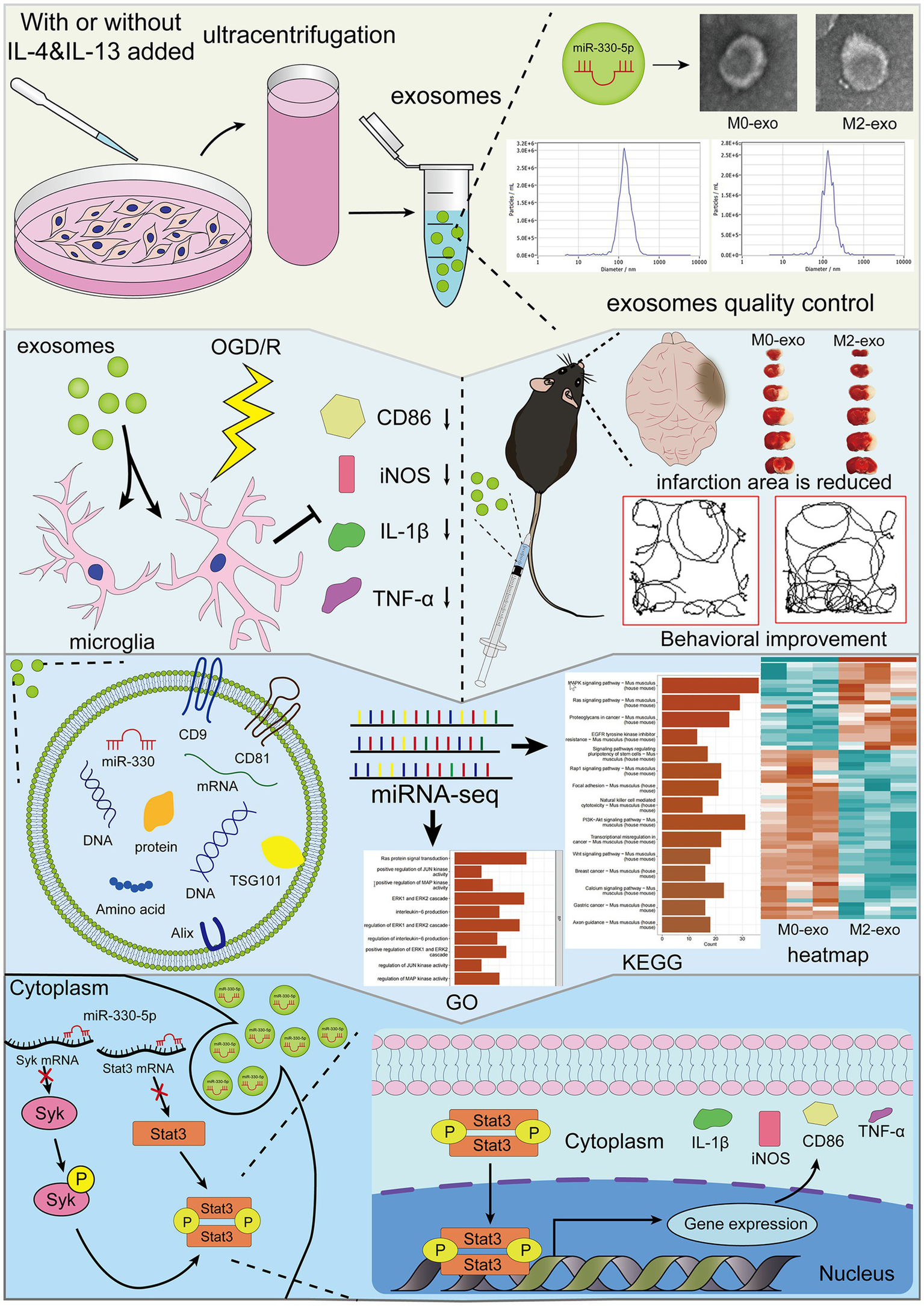Illustrated flowchart depicting a study on exosomes and their effects. Top left shows cell culture and ultracentrifugation to isolate exosomes, followed by quality control graphs and images. Middle left indicates exosome interaction with microglia, detailing reduced inflammatory markers like CD86 and TNF-α. Top right shows a mouse model with reduced brain infarction and improved behavior. Lower sections detail exosomal content, including miRNA-seq analysis, KEGG, GO pathways, and a heatmap. Bottom left describes miR-330-5p effects in the cytoplasm and nucleus, illustrating pathways involving Syk and Stat3, and gene expression changes.