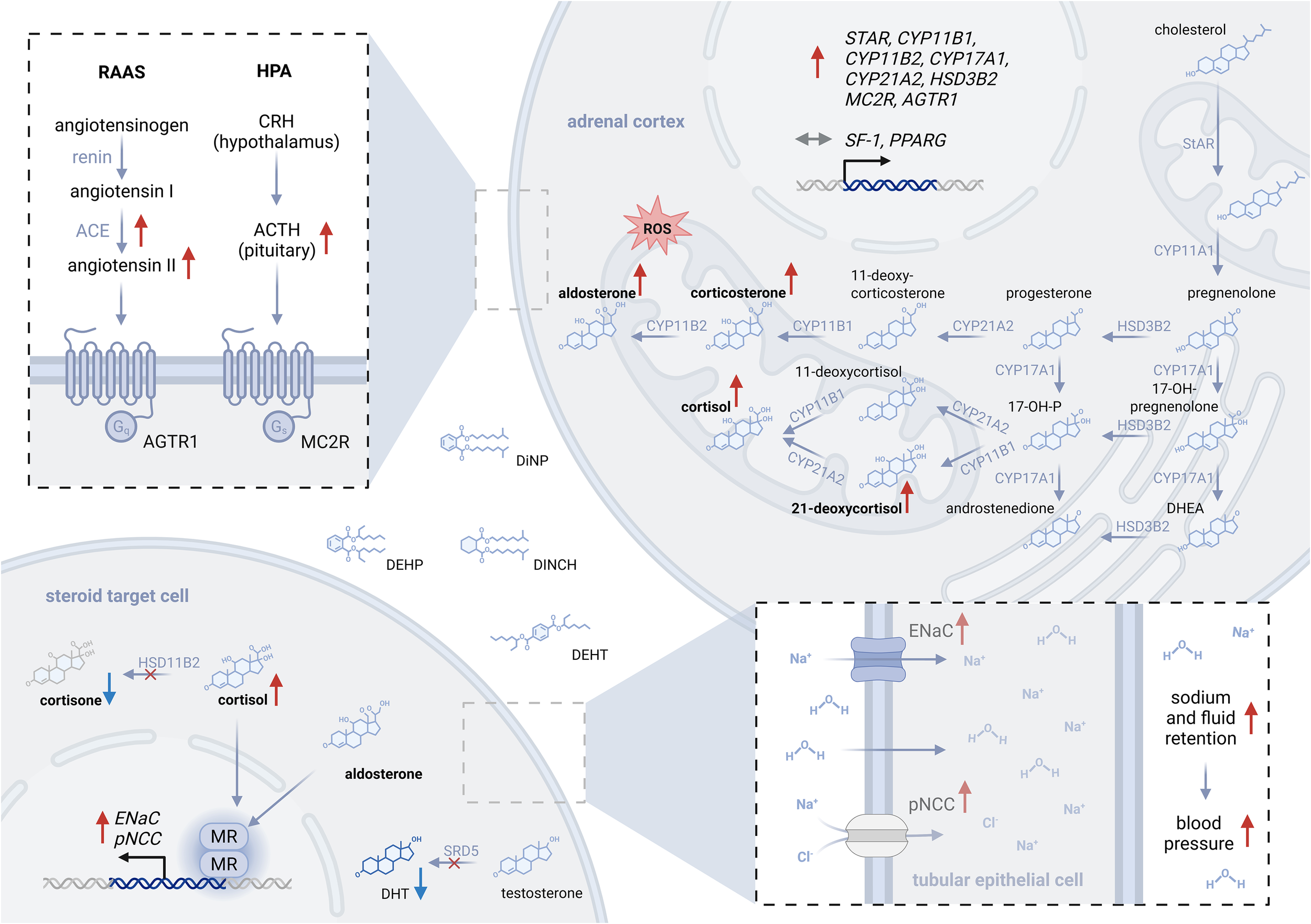 Pathway diagram illustrating the interactions between the RAAS and HPA systems and the adrenal cortex. It shows hormone synthesis including aldosterone, cortisol, and related enzymes. Two insets highlight receptor action and ion transport in steroid target cells and tubular epithelial cells, showing sodium and fluid retention effects on blood pressure. Chemical structures for compounds like cholesterol, cortisol, and testosterone are depicted.