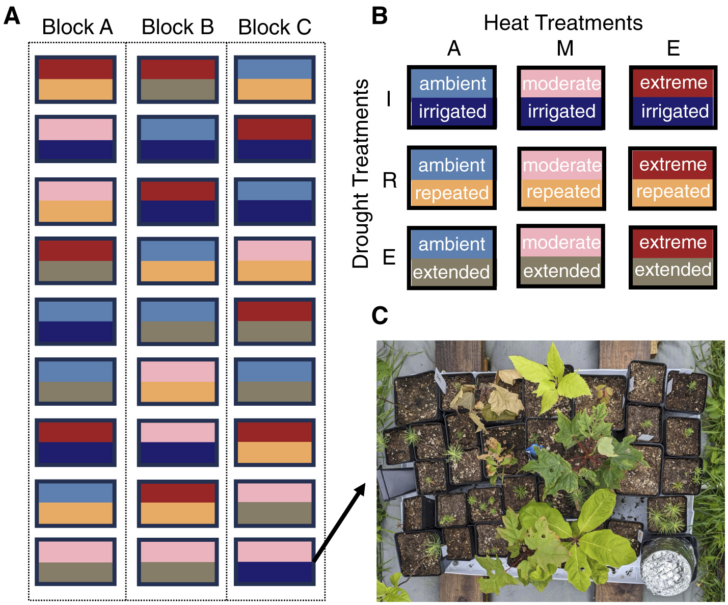 Diagram of experimental setup with three blocks (A, B, C) showing drought (I, R, E) and heat (A, M, E) treatment combinations arranged in a grid of colored rectangles. Each rectangle represent a single treatment chamber. Below, an image of containerized plants illustrates the arrangements of seedlings in one treatment chamber.