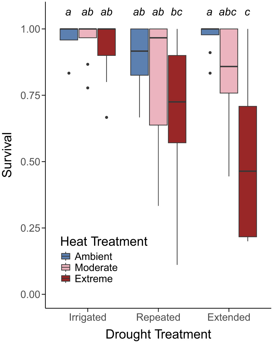 Box plot showing seedling survival rates under different drought and heat treatments. Survival is measured on the vertical axis from zero to one. Treatments include irrigated, repeated, and extended drought, each with ambient, moderate, and extreme heat. Color-coded boxes represent different heat treatments: blue for ambient, pink for moderate, and red for extreme. Labels “a”, “ab”, “abc”, and “c” denote statistical groupings above the boxes.