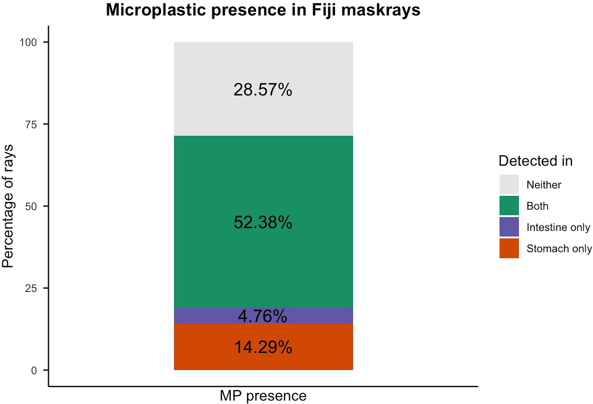 Stacked bar chart titled “Microplastic presence in Fiji maskrays.” It shows the microplastic distribution in rays (as percentage): 28.57 percent neither, 52.38 percent both intestines and stomach, 4.76 percent intestines only, and 14.29 percent stomach only.