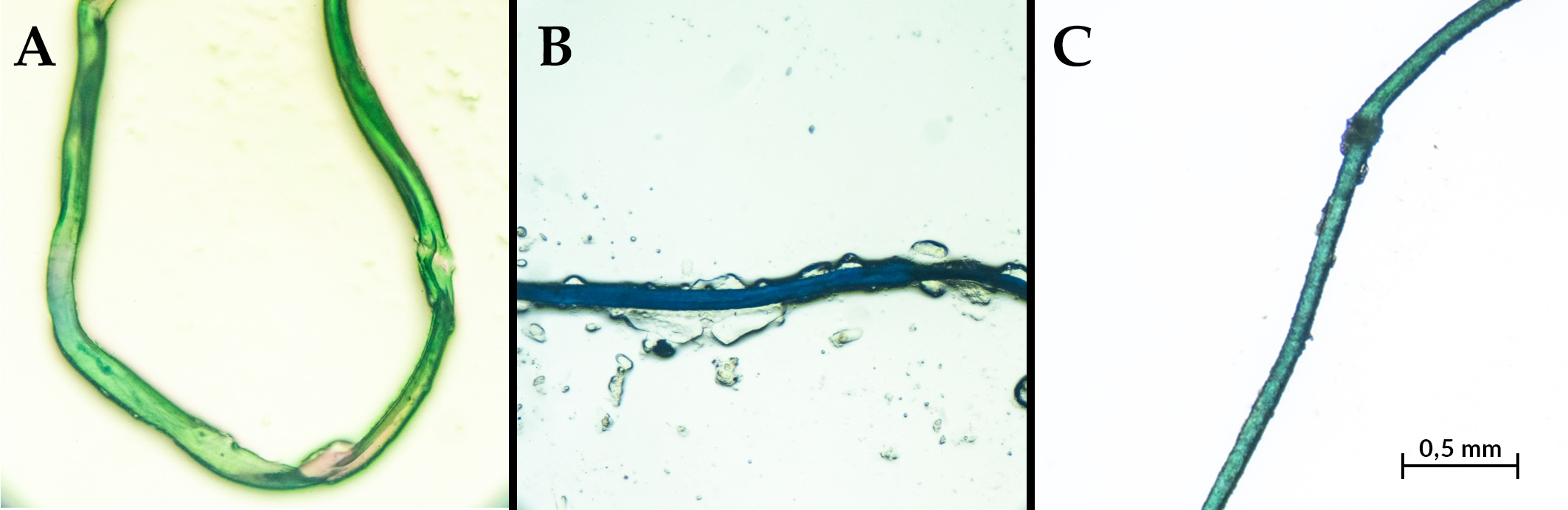 Three panels labeled A, B, and C show microscopic images of micrplastics. Panel A displays a green fiber. Panel B presents a blue fragment with irregular edges. Panel C showcases a thin, elongated portion. Scale bar indicating 0.5 millimeters.