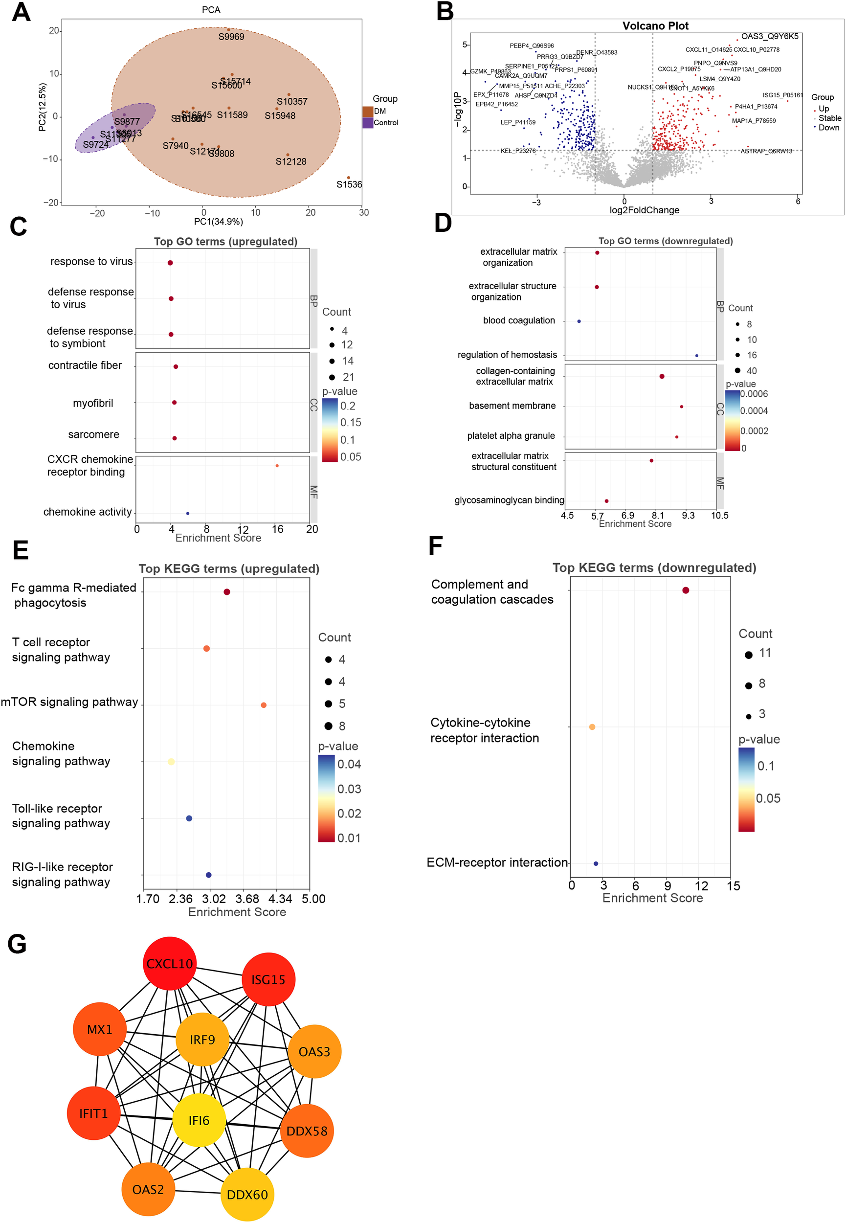 Panel A shows a PCA biplot distinguishing DM and Control groups. Panel B is a volcano plot illustrating differential gene expression. Panel C depicts upregulated GO terms, and Panel D shows downregulated GO terms. Panel E presents upregulated KEGG pathways, while Panel F shows downregulated pathways. Panel G is a network diagram of interconnected genes.