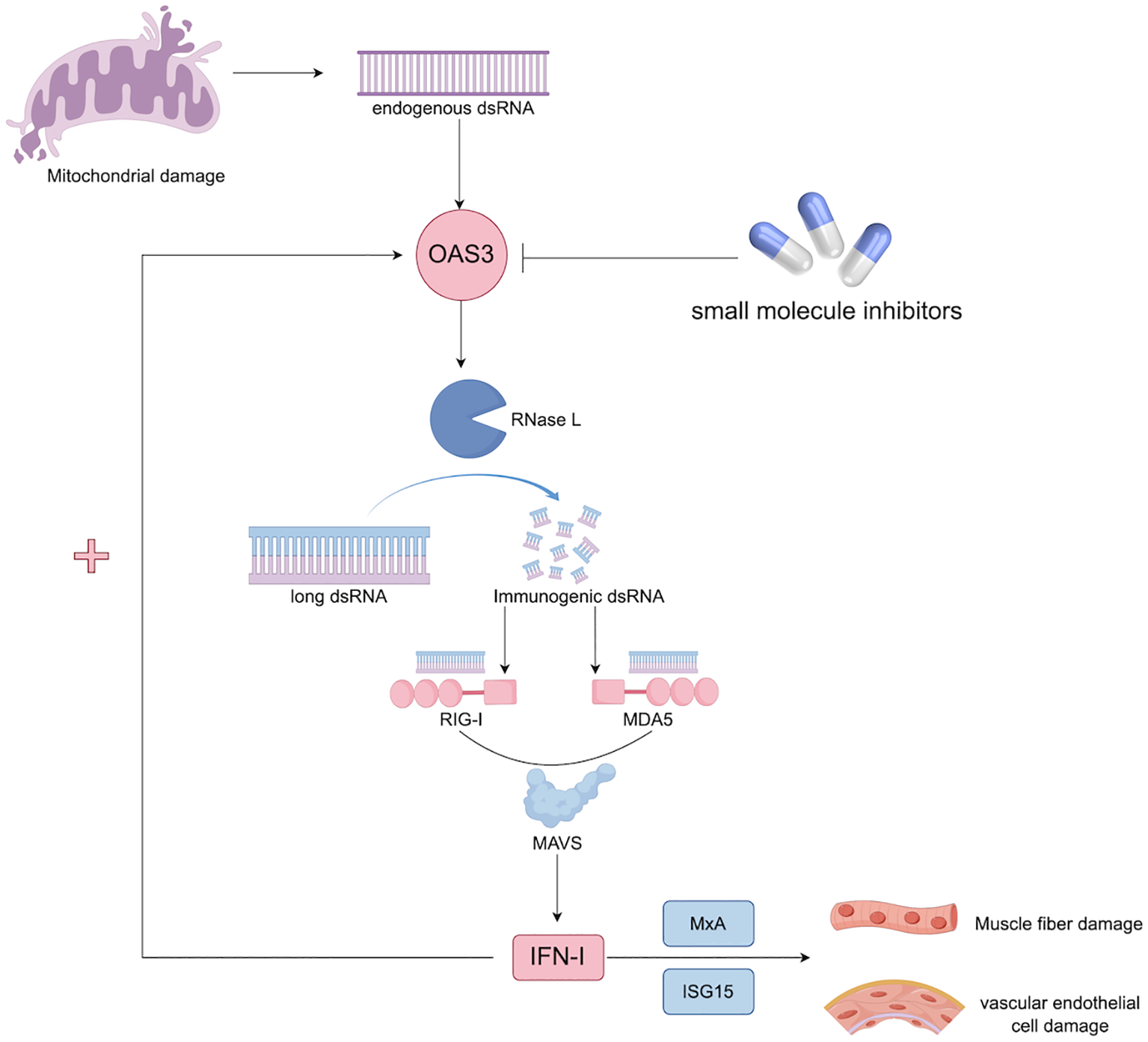 Flowchart illustrating the pathway from mitochondrial damage leading to immune response activation. Endogenous dsRNA activates OAS3, inhibited by small molecule inhibitors. OAS3 activates RNase L, creating immunogenic dsRNA, which triggers RIG-I and MDA5 pathways. These converge on MAVS, leading to type I interferon production, MxA, and ISG15 activation, causing muscle fiber and vascular endothelial cell damage.