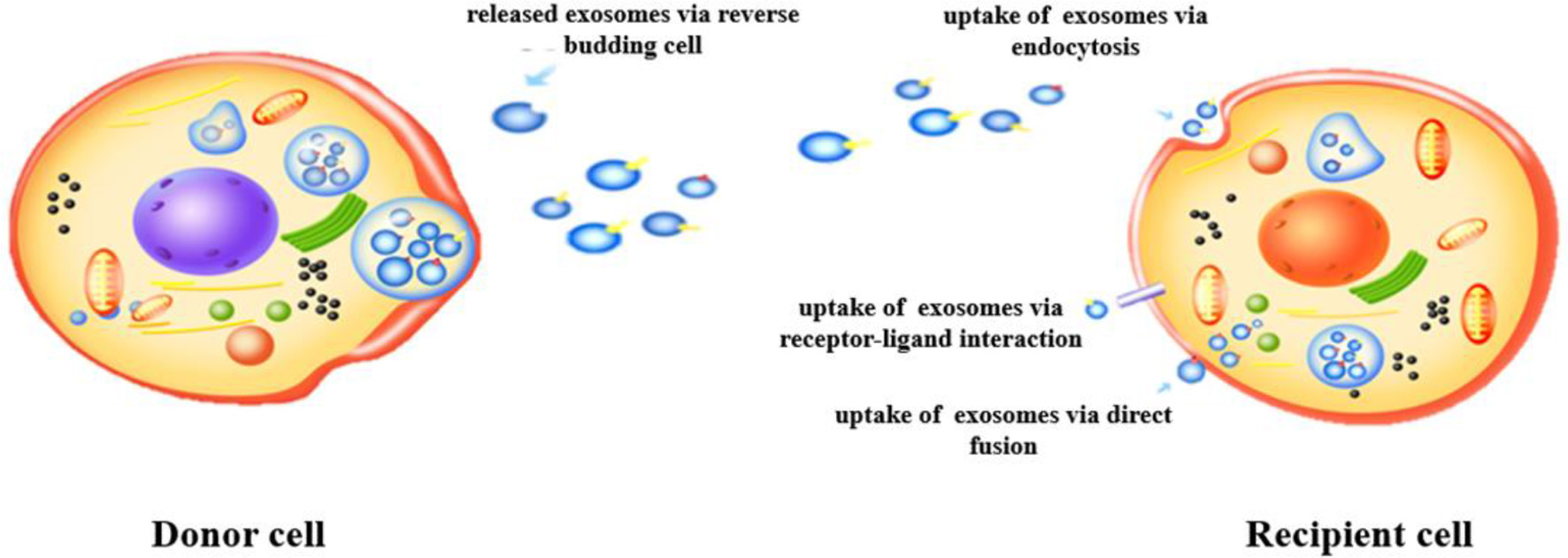 Diagram illustrating the exosome biosynthesis pathway and composition. On the left, the process shows stages from endocytosis involving Golgi, early and late endosomes, multivesicular bodies (MVB), and lysosomes leading to exosome release. The exosome structure on the right is labeled with contents like lipids, proteins, RNAs, and DNA. Components include cholesterol, sphingolipids, ceramides, cytosolic proteins, transmembrane proteins, and immunomodulators like CD86, MHC I, MHC II. Tetraspanins such as CD9, CD63, CD81, and CD82 are identified, alongside proteins like actin and tubulin.