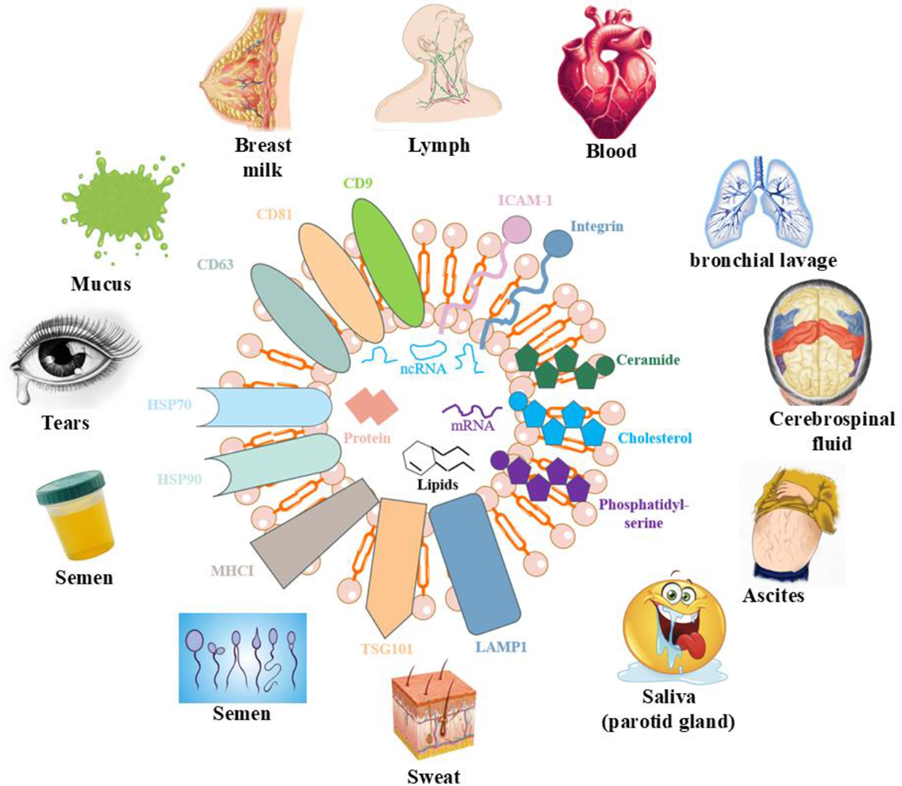 Hexagonal chart illustrating microRNA (miRNA) interactions across diabetic complications: retinopathy, macular complications, cardiomyopathy, peripheral neuropathy, nephropathy, and foot ulcers. Each segment details specific miRNAs influencing various genes and pathways, with arrows indicating activation or inhibition. In the center, a circle labeled F-A-B-C-D-E surrounds a human figure, symbolizing the comprehensive impact on the body. Surrounding icons depict related organs and conditions.