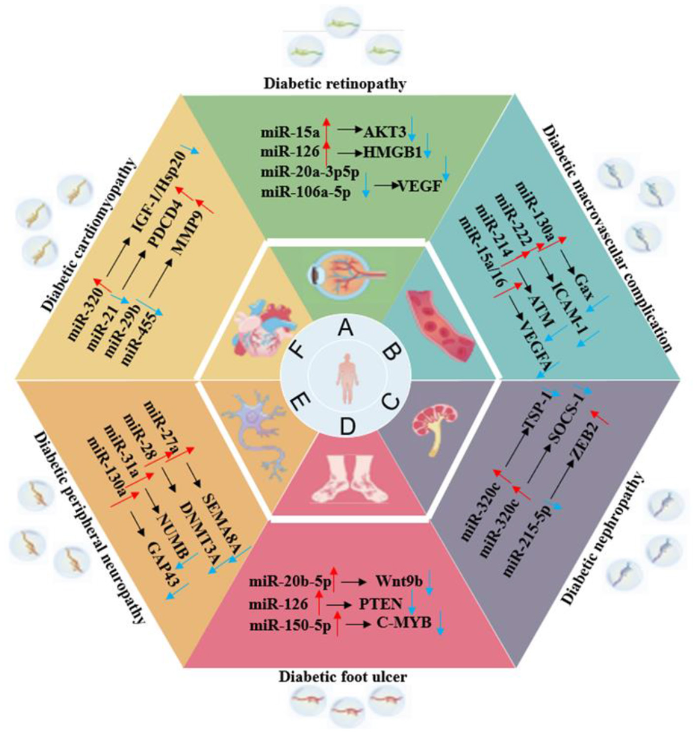 Diagram illustrating various bodily fluids such as breast milk, lymph, blood, mucus, tears, semen, sweat, bronchial lavage, cerebrospinal fluid, ascites, and saliva from the parotid gland. The central graphic depicts a complex biological structure with components like ncRNA, mRNA, proteins, lipids, integrin, ceramide, and cholesterol, highlighting molecular interactions.
