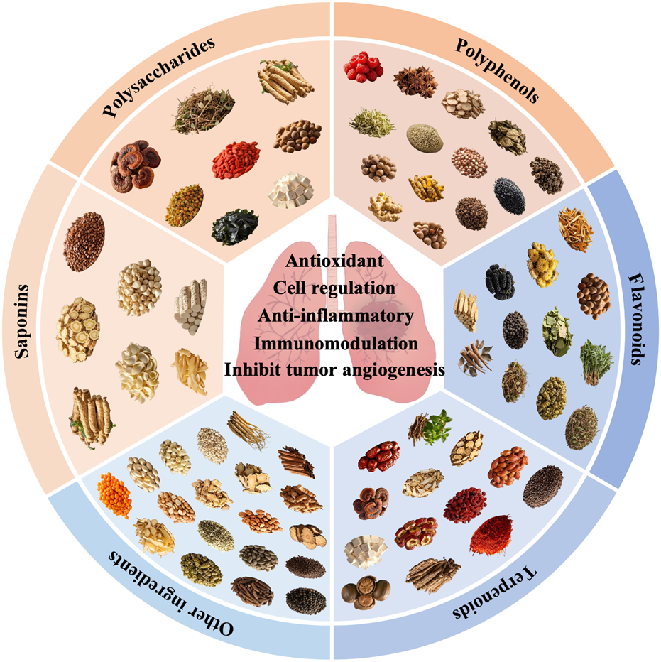 Circular infographic depicting natural compounds divided into five categories: polysaccharides, polyphenols, flavonoids, terpenoids, and saponins. Each section shows images of various plants or seeds. Text in the center reads, "Antioxidant, cell regulation, anti-inflammatory, immunomodulation, inhibit tumor angiogenesis," suggesting medicinal properties. Central image of lungs signifies respiratory health benefits.