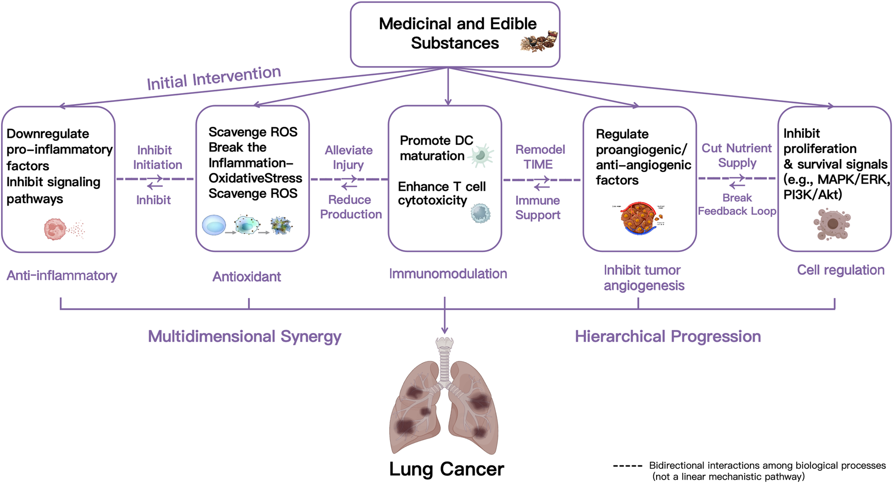 Flowchart illustrating how medicinal and edible substances can impact lung cancer. It outlines multidimensional synergy and hierarchical progression through five main effects: anti-inflammatory, antioxidant, immunomodulation, inhibition of tumor angiogenesis, and cell regulation. Strategies include downregulation of pro-inflammatory factors, scavenging reactive oxygen species, promoting dendritic cell maturation, regulating angiogenic factors, and inhibiting proliferation signals. Bidirectional interactions are highlighted to convey complex biological processes.
