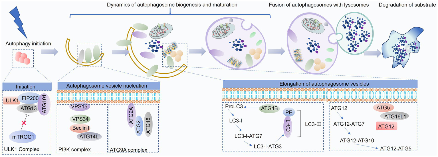 Diagram illustrating the process of autophagy, including initiation, vesicle nucleation, and elongation. Key proteins involved are labeled, such as ULK1, FIP200, ATG13, mTORC1, VPS34, and Beclin1. Arrows indicate the progression from autophagosome formation to fusion with lysosomes and substrate degradation. Complexes like ULK1, PI3K, and ATG9A are highlighted in relation to their respective stages.