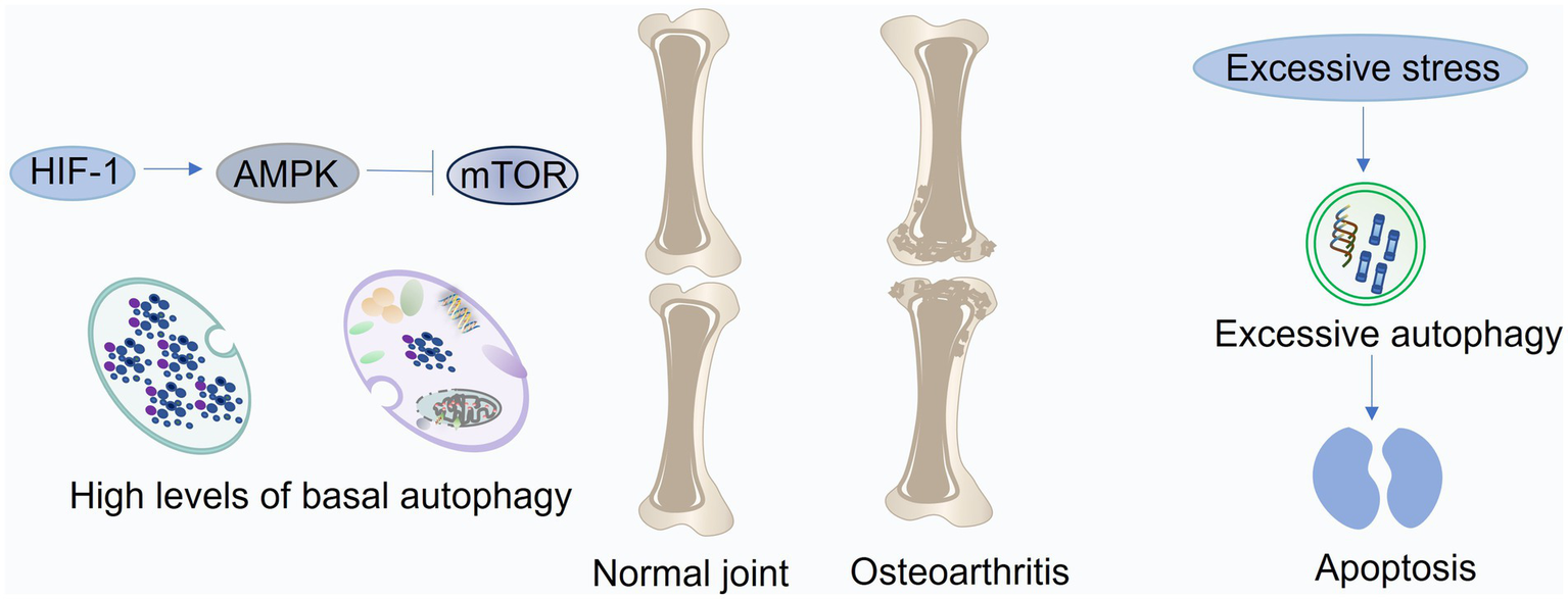 Diagram showing the pathway from HIF-1 to mTOR, with AMPK inhibiting mTOR, resulting in high levels of basal autophagy. On the right, excessive stress leads to excessive autophagy and apoptosis. The illustration includes depictions of a normal joint and one affected by osteoarthritis.