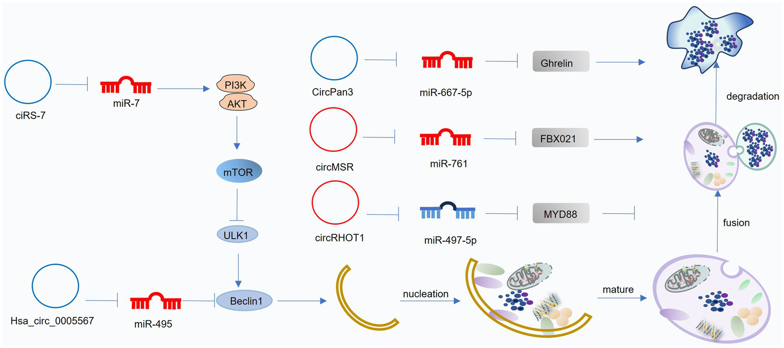 Diagram illustrating the autophagy process involving circular RNAs and microRNAs. ciRS-7 inhibits miR-7, impacting the PI3K/AKT/mTOR pathway, which leads to ULK1 and Beclin1 activation. Multiple circular RNAs (CircPan3, circMSR, circRHOT1) inhibit different miRNAs (miR-667-5p, miR-761, miR-497-5p), each affecting different protein targets (Ghrelin, FBX021, MYD88) involved in autophagy progression. The image depicts stages of autophagy, including nucleation, maturation, fusion, and degradation.