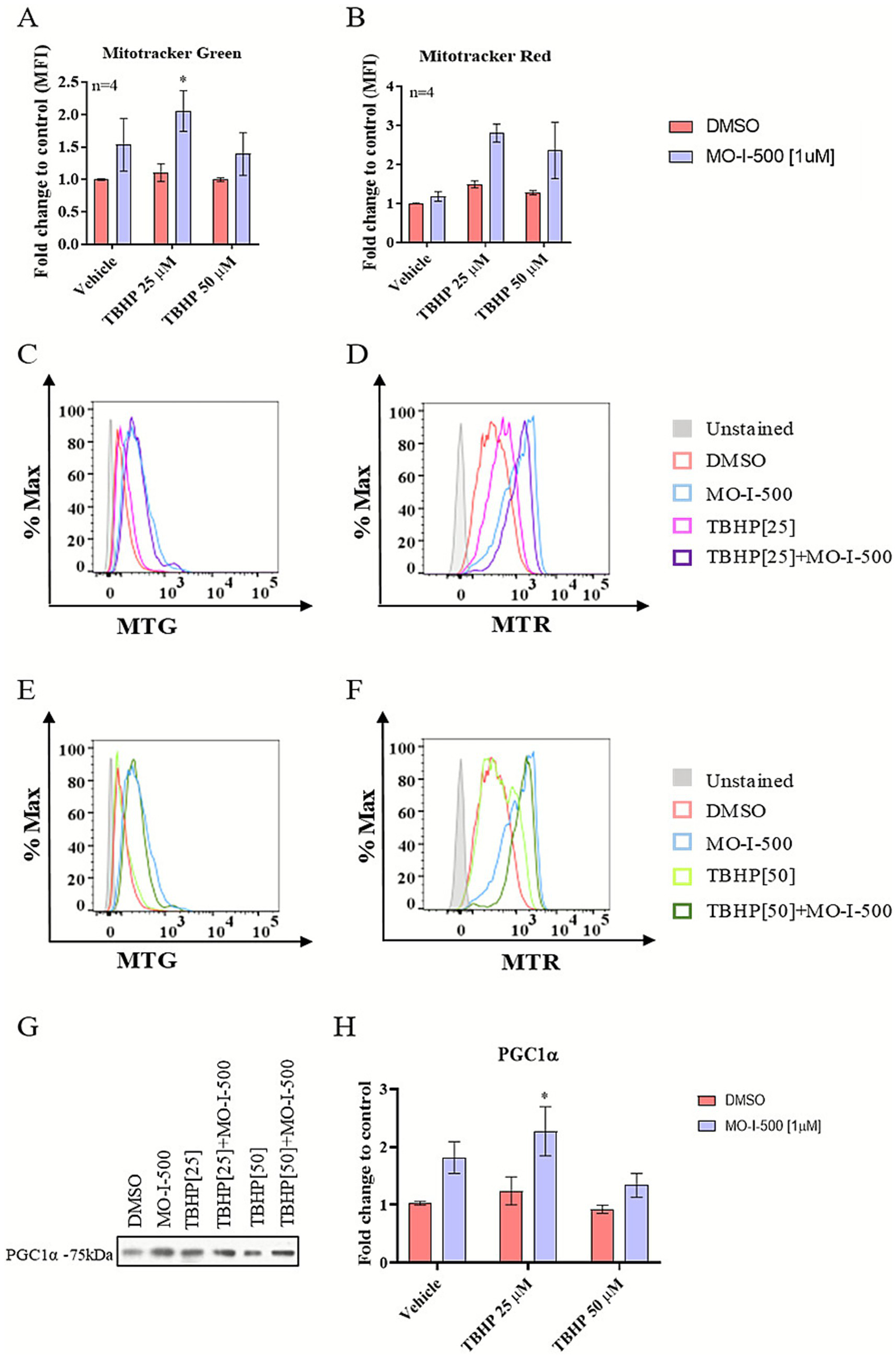 A series of graphs and an image panel present data on mitochondrial activity and protein expression. Graphs A and B display bar charts of fold change in Mitotracker Green and Red, highlighting treatments with TBHP and MO-I-500. Graphs C to F show flow cytometry histograms indicating percent maximum fluorescence for various treatments. Panel G shows a Western blot image for PGC1α protein expression. Graph H features a bar chart of PGC1α expression fold change. Each graph and chart include a legend distinguishing the experimental groups.