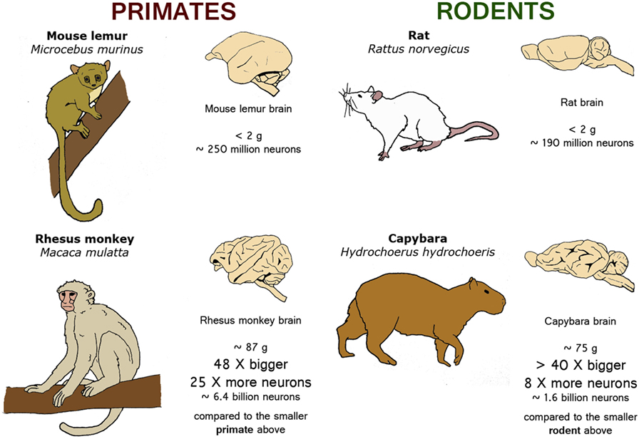 Figure 2 - Nature has different ways of adding neurons to primate and rodent brains as they change in size from one species to another.