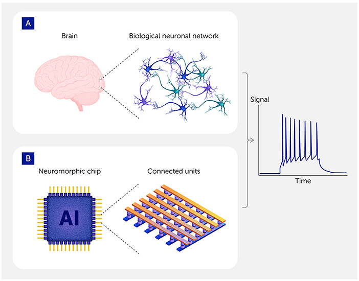 Illustration comparing a biological brain and a neuromorphic chip. Panel A shows a brain connected to a biological neuronal network. Panel B depicts a neuromorphic chip labeled "AI" connected to units resembling a digital neural network. To the right, a graph displays signal spikes over time, representing activity in both systems.