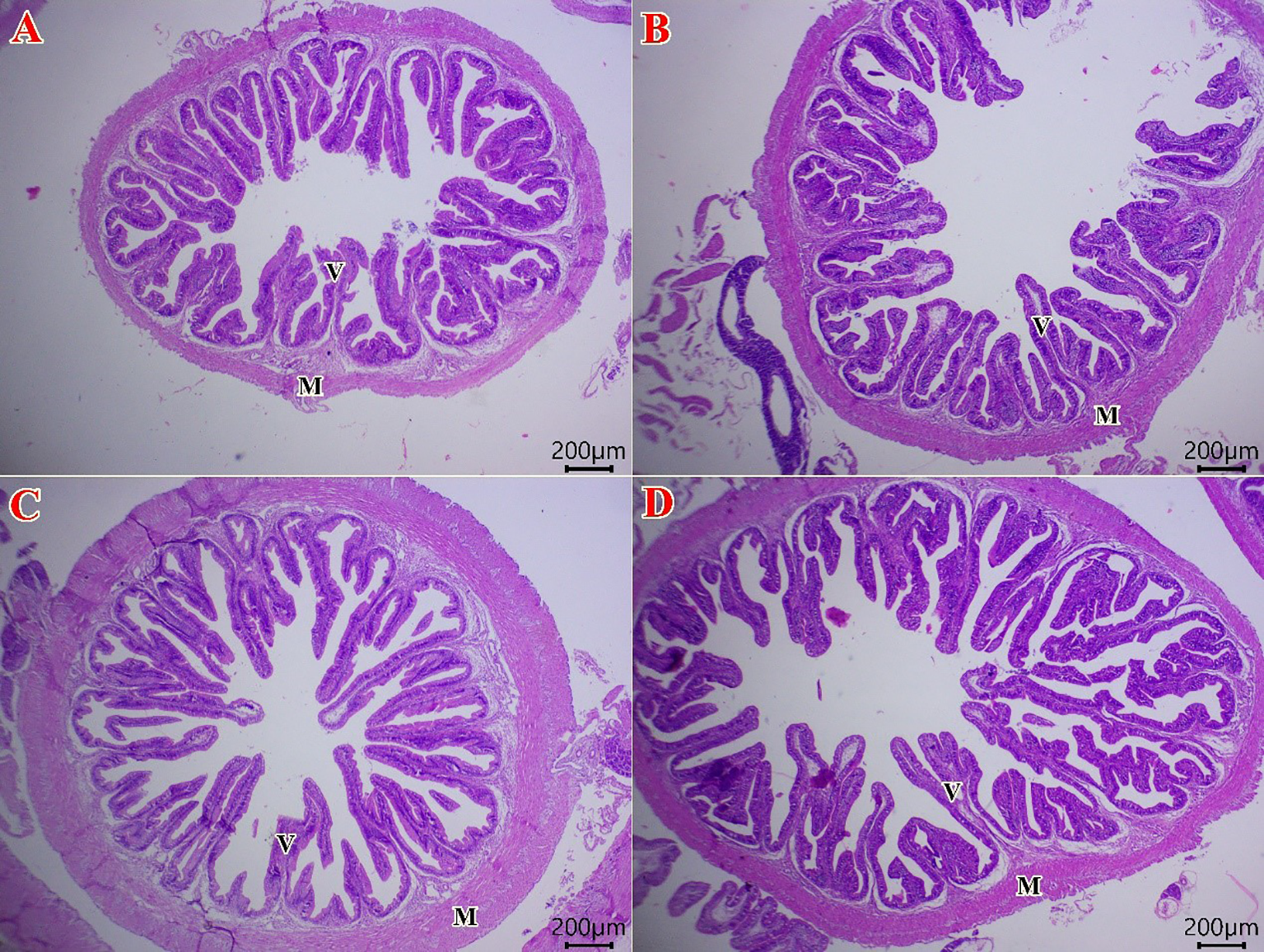 Microscopic images of four histological sections labeled A, B, C, and D, displaying tissue structures with convoluted and folded patterns. Staining highlights the intricate details in purple shades, with visible annotations labeled “V” and “M.” Each image includes a scale bar indicating 200 micrometers.
