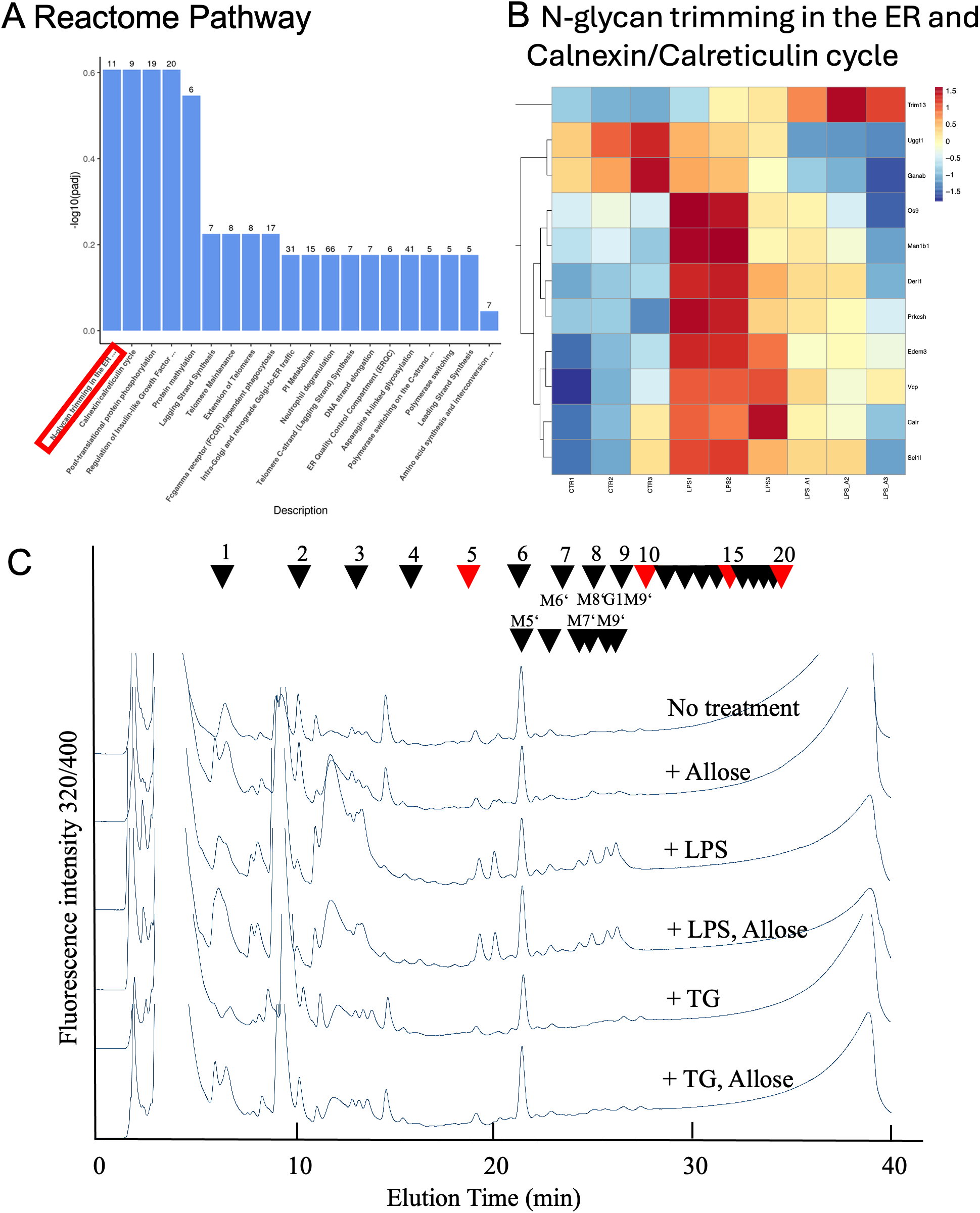 Figure containing three panels labeled A, B, and C. Panel A shows a bar chart for Reactome Pathway enrichment analysis with labeled pathways and significance values along the y-axis. Panel B presents a heatmap titled “N-glycan trimming in the ER and Calnexin/Calreticulin cycle” with gene names on the left, experimental groups along the bottom, and a color scale indicating expression changes. Panel C displays overlaid chromatograms of fluorescence intensity versus elution time for different treatments, annotated with peak identifiers and treatment labels at the right.