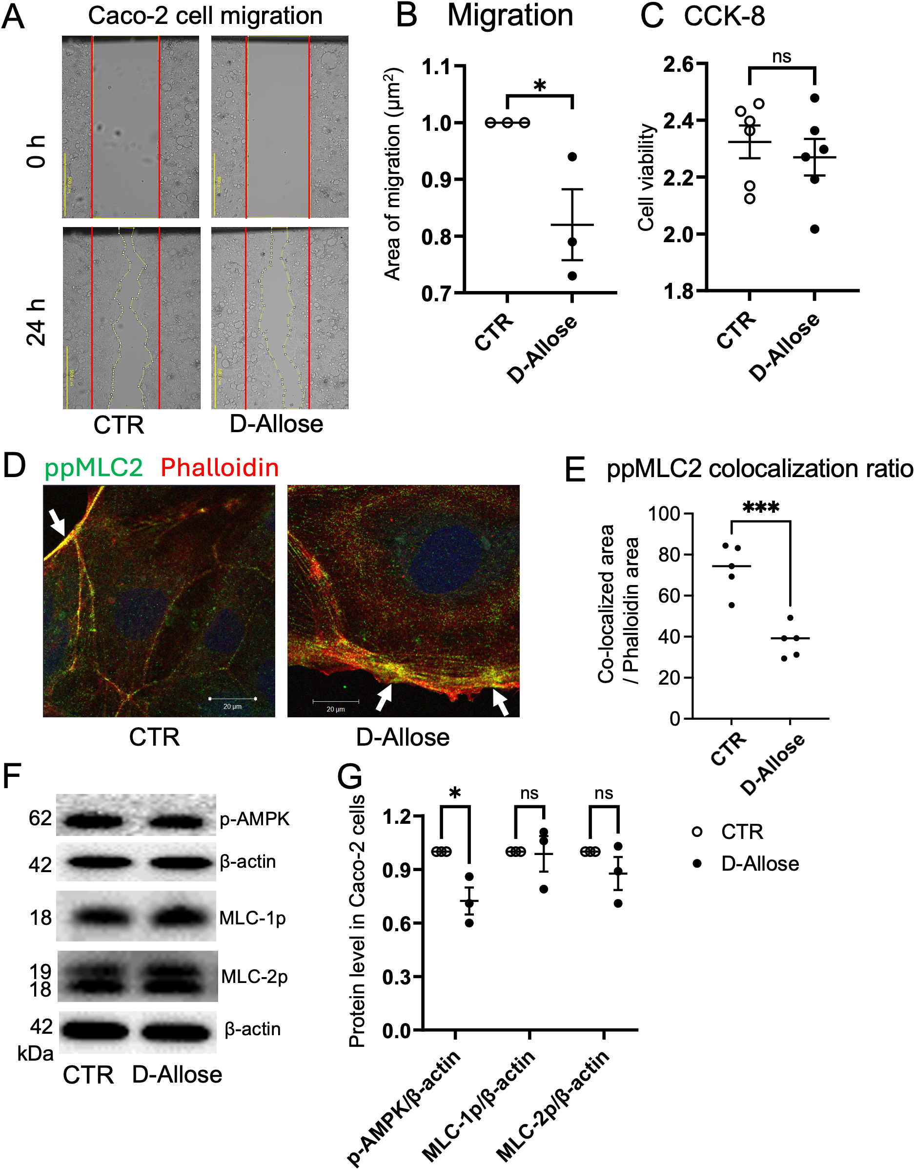 Figure containing multiple panels shows effects of D-Allose on Caco-2 cells: A, migration assays at 0 and 24 hours with control and D-Allose groups; B, quantification of migration area showing significant reduction in D-Allose; C, cell viability bar graph showing no significant difference; D, immunofluorescence for ppMLC2 (green) and phalloidin (red) with altered colocalization in D-Allose; E, quantification of ppMLC2 colocalization ratio, significantly decreased in D-Allose; F, western blot images showing protein levels of p-AMPK, MLC-1p, MLC-2p, and β-actin; G, quantification of protein expression levels showing significant reduction in p-AMPK in D-Allose group.